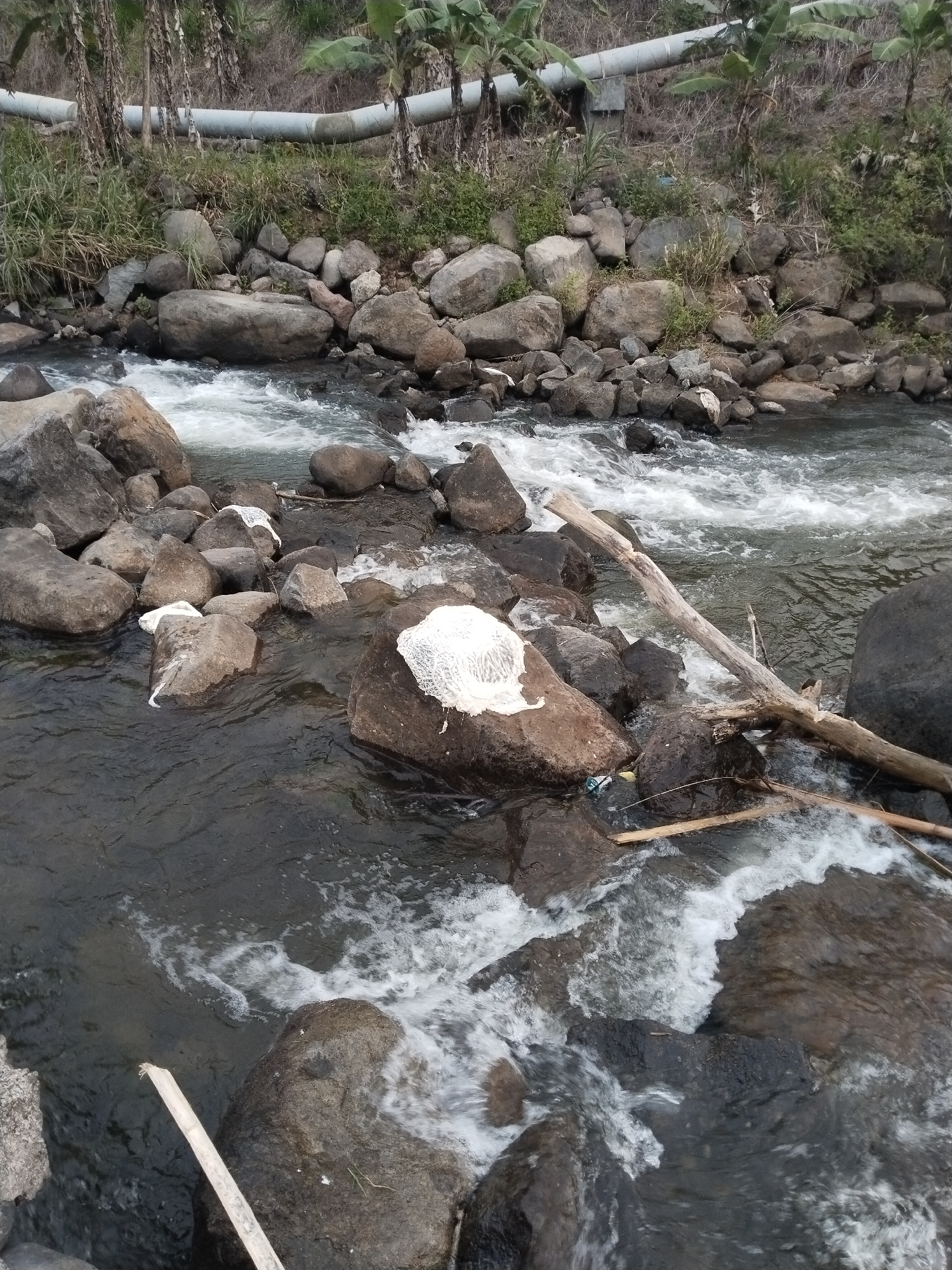 The image depicts a river flowing through a rocky area. Rocks of varying sizes are scattered throughout the river and along its banks. Some rocks have white material clinging to them. In the background, vegetation and a large pipe are visible. The location is suggested to be near the city of Ganten, Indonesia. The water is turbulent and flowing rapidly around the rocks. The overall scene suggests a natural environment impacted by the presence of manmade infrastructure (the pipe) and potential pollution (the white material).