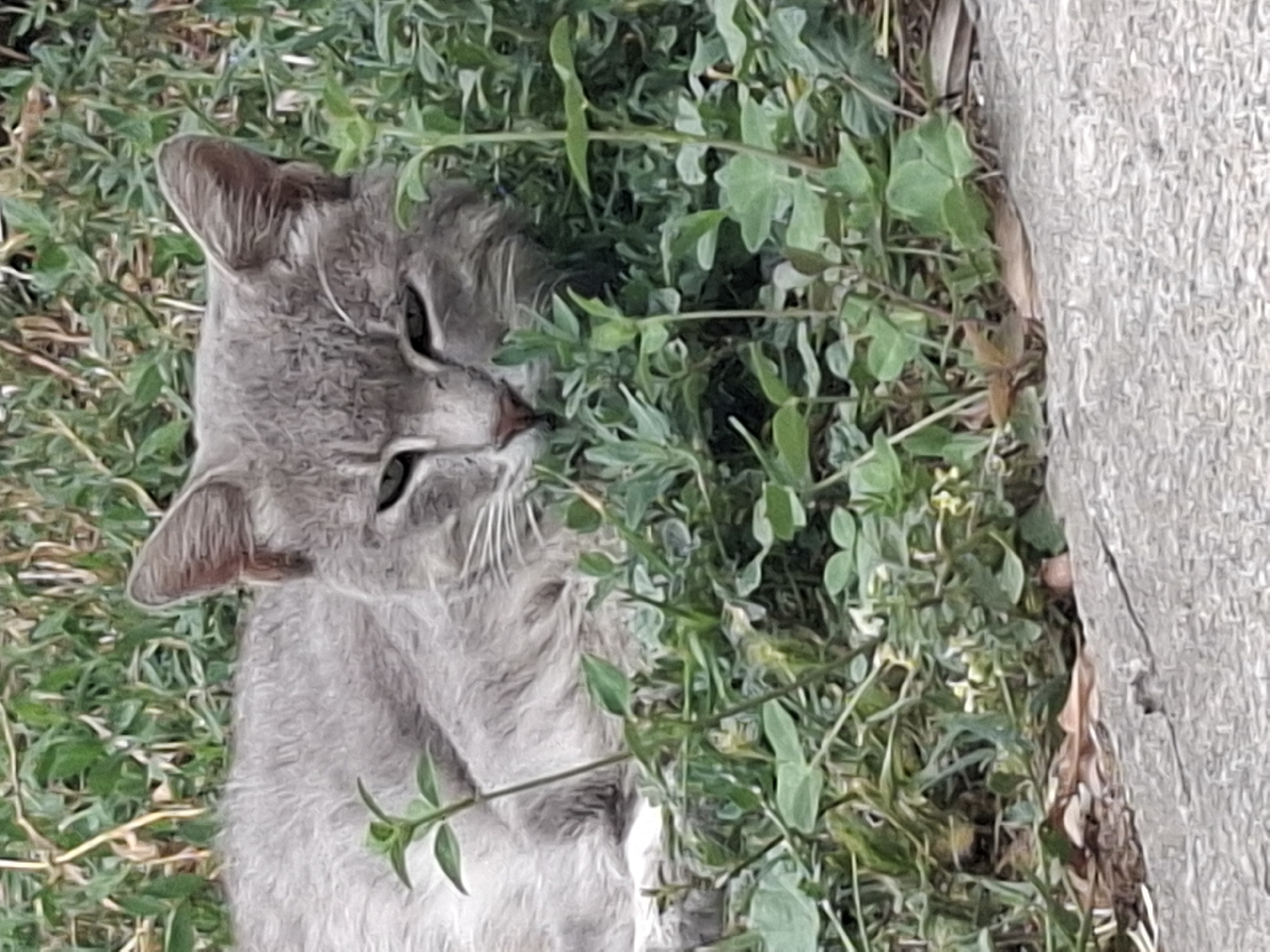 The image shows a close-up of a grey cat lying in lush green grass near a concrete surface. The cat is looking directly at the camera with its eyes partially closed. Its fur appears soft and a light grey color. The grass is dense and appears to be growing around the cat, partially obscuring its body. Some dry leaves are visible on the ground near the concrete. The lighting suggests it is daytime. This scene is typical of outdoor urban environments where domestic animals are commonly found. Without further information, it is impossible to pinpoint the exact location within Almaty, Kazakhstan.