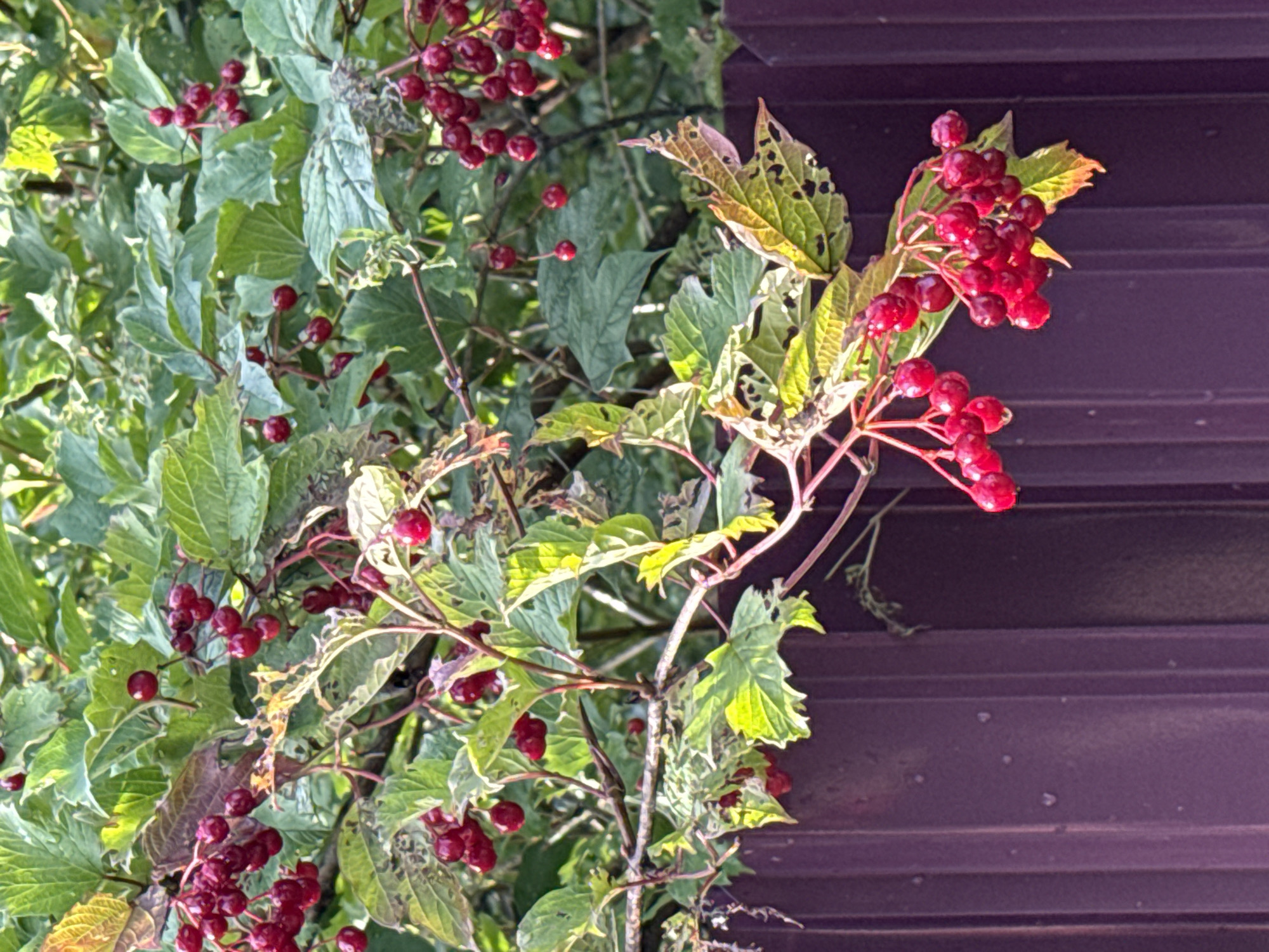 The image displays a close-up of branches laden with red berries, possibly viburnum, against a backdrop of green leaves and a dark purple corrugated metal fence. The berries are clustered together on thin stems, and some leaves show signs of damage, with holes and browning edges. The lighting suggests it is daytime, with sunlight filtering through the foliage, creating highlights on the berries and leaves. The fence occupies the lower portion of the image, its ribbed texture clearly visible. The scene is natural and appears to be outdoors, likely in a garden or park setting in Vsevolozhsk, Russia. There are no people or animals visible in the image.