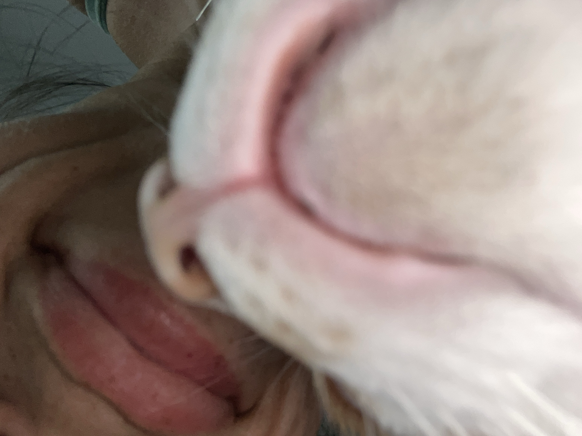 The image shows a close-up of a person's face with the nose of a white cat superimposed on the right side. The person's lips are visible. The location is not discernible from the image.