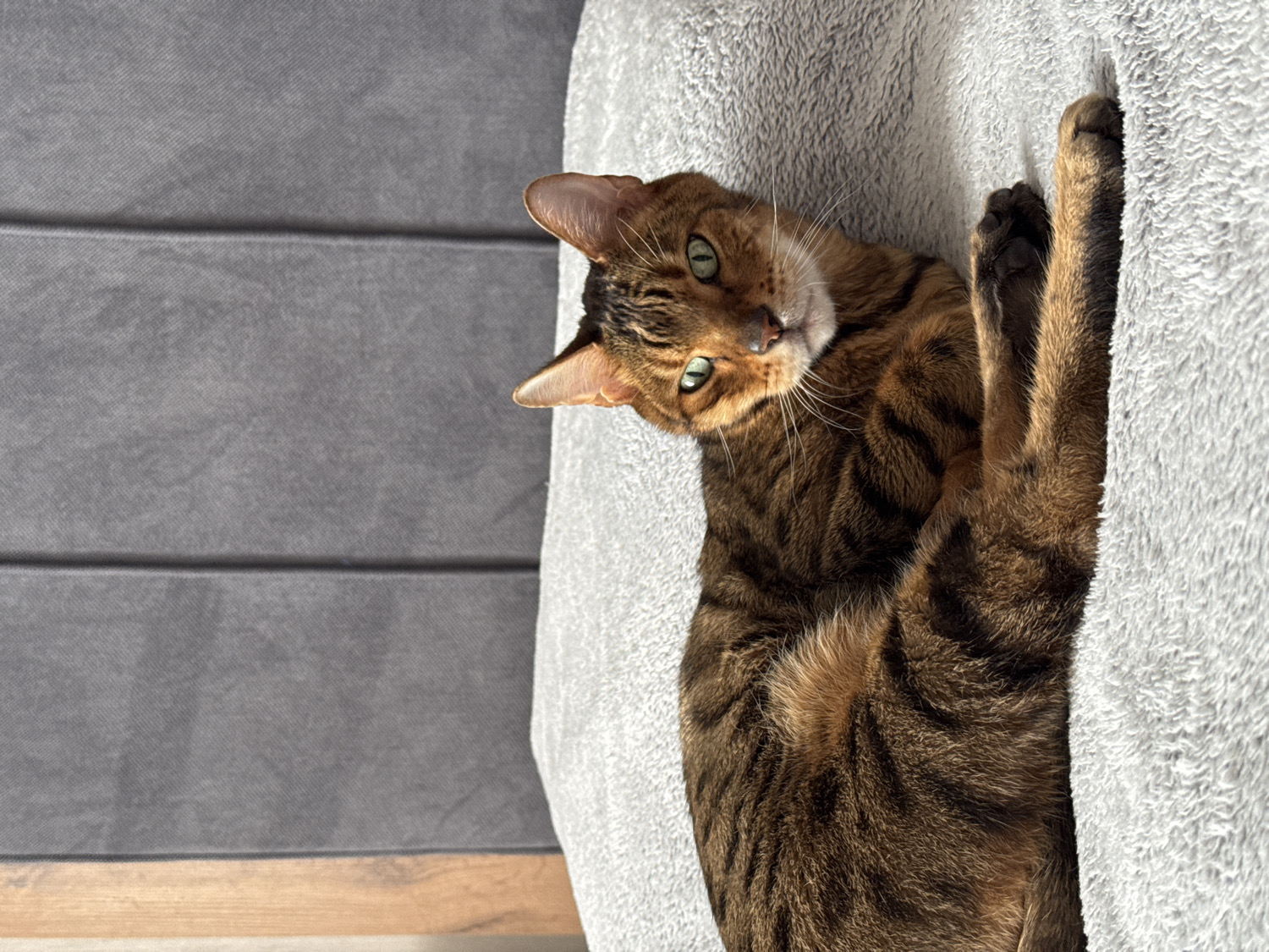 A beautiful, richly patterned Bengal or tabby cat with striking green eyes is the central subject of this indoor close-up. The cat is lying on its left side, partially nestled into a plush, light grey, fluffy blanket or pet bed that occupies the right half of the frame. Its head is turned to face the viewer directly, exhibiting an alert and curious expression. The cat's fur features distinct dark brown and black stripes and rosettes against a warm brown and golden-orange base. One of its front paws is visible, seemingly gripping the soft fabric. To the left of the cat, the background consists of a dark grey, textured surface with horizontal lines, possibly an upholstered headboard or wall paneling. A thin strip of light-colored wood is visible at the bottom left edge. The scene is brightly lit, suggesting a daytime setting indoors. No text is visible.