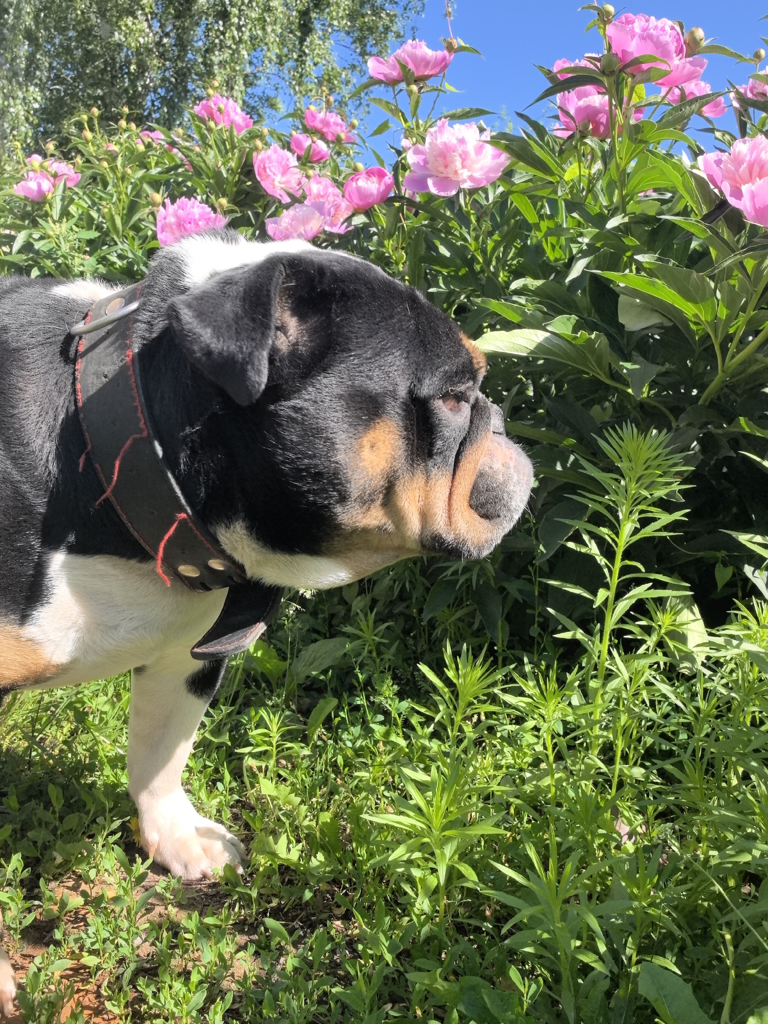 A black, white, and tan bulldog is shown in profile, facing right, amidst lush green foliage and pink peonies. The dog wears a black leather collar with red stitching and metal studs. Sunlight illuminates the scene, casting shadows and highlighting the textures of the dog's fur and the petals of the flowers. The background consists of trees and a clear blue sky. The image appears to have been taken outdoors, possibly in a garden or park. There is no indication of the specific location within the city of Noviy, Russia.