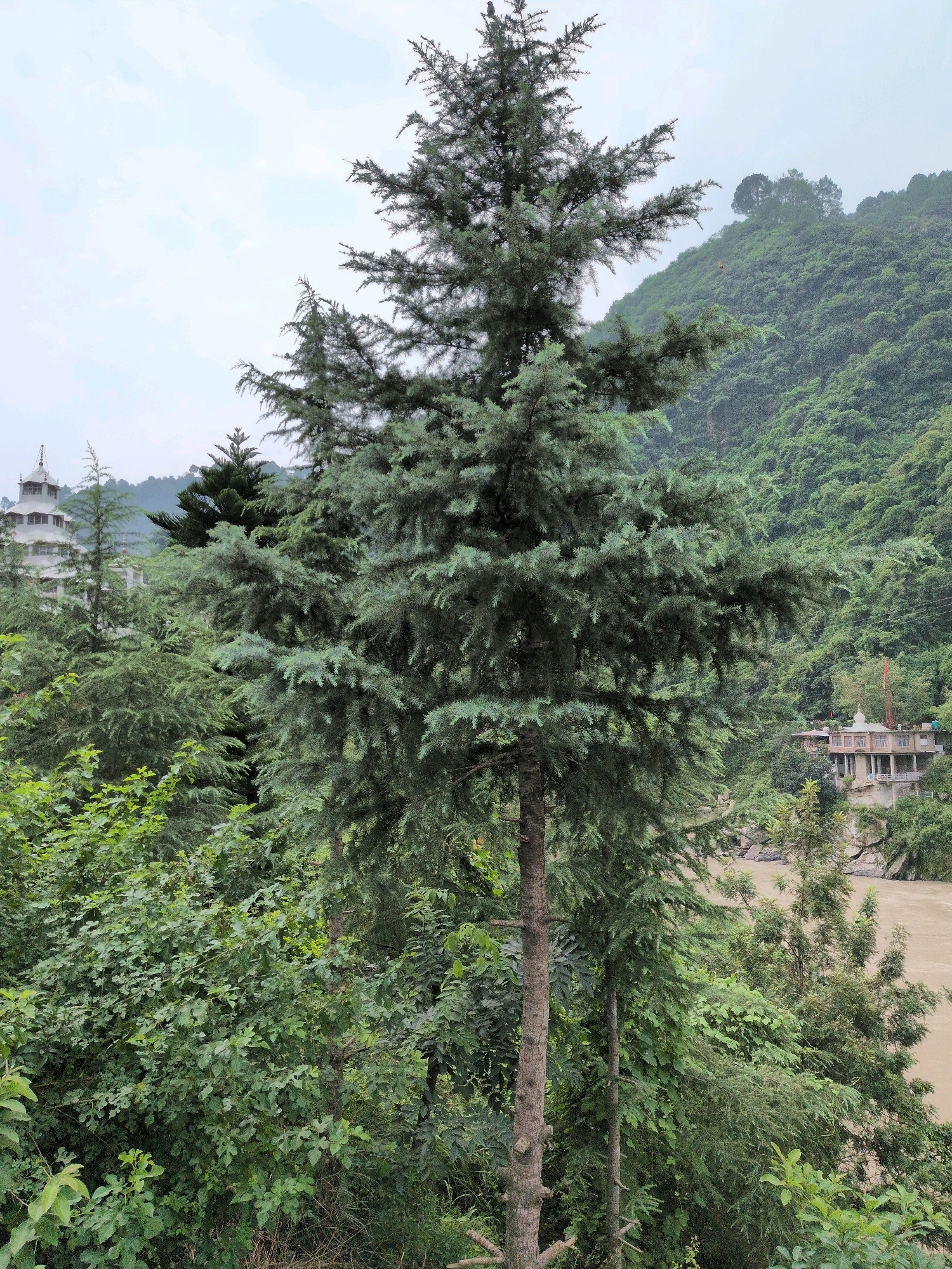 The image captures a verdant scene in Mandi, India, dominated by lush green foliage and towering evergreen trees. In the foreground, a tall evergreen tree stands prominently, its branches extending upwards and outwards. Behind it, a dense forest blankets a steep hillside that rises in the background, shrouded in mist or clouds.
On the left side of the image, a multi-story structure with a white, tiered roof is visible, partially obscured by trees. This building, likely a temple or monastery, features ornate architecture with balconies and arched windows.
To the right, another building complex is situated on a rocky outcrop overlooking a wide, muddy river that flows through the valley. This complex also appears to be a religious site, with a white dome-like structure atop one of its buildings and columns lining its facade.
The overall impression is one of a serene natural landscape with spiritual structures nestled within the hills of Mandi. The atmosphere is tranquil, suggesting a place of peace and natural beauty.