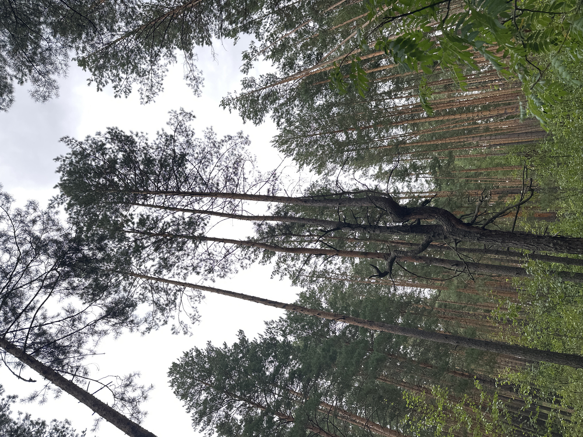 The image depicts a dense pine forest with tall, slender trees reaching towards a cloudy sky. The view is from below, looking up at the canopy. In the foreground, a gnarled and dark tree trunk with twisted branches stands out against the lighter trunks of other pines. The undergrowth consists of green bushes and leaves. The lighting suggests an overcast day. The location is identified as Sokolovo, Russia. There are no people or animals visible in the image, and no discernible actions or interactions are taking place. The environment is characterized by a natural, forested landscape.