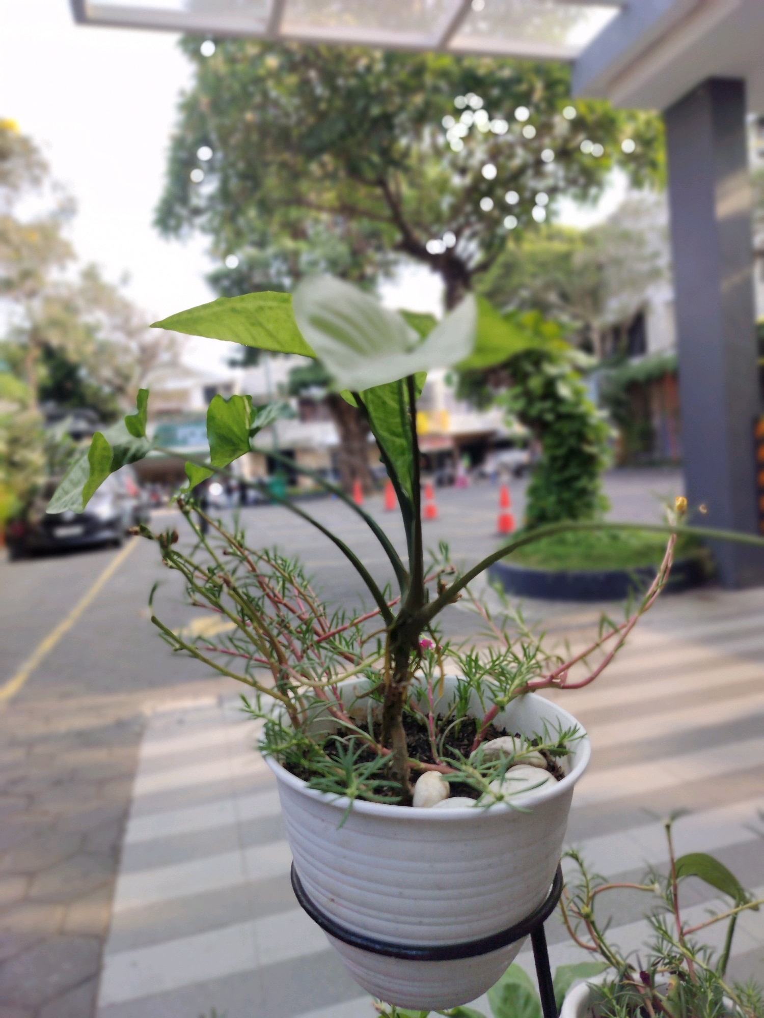 The image captures a potted plant, featuring a white flower and delicate green foliage, positioned outdoors. The background is blurred, suggesting it's a photographic effect or the focus is solely on the plant. Visible elements in the background include trees, a road, a yellow line marking, and what appear to be orange traffic cones. A dark-colored vehicle is partially visible on the road. The overall setting suggests an outdoor urban environment, potentially a sidewalk or a paved area adjacent to a street. The lighting indicates it is daytime. There are no people or animals clearly depicted in the image.