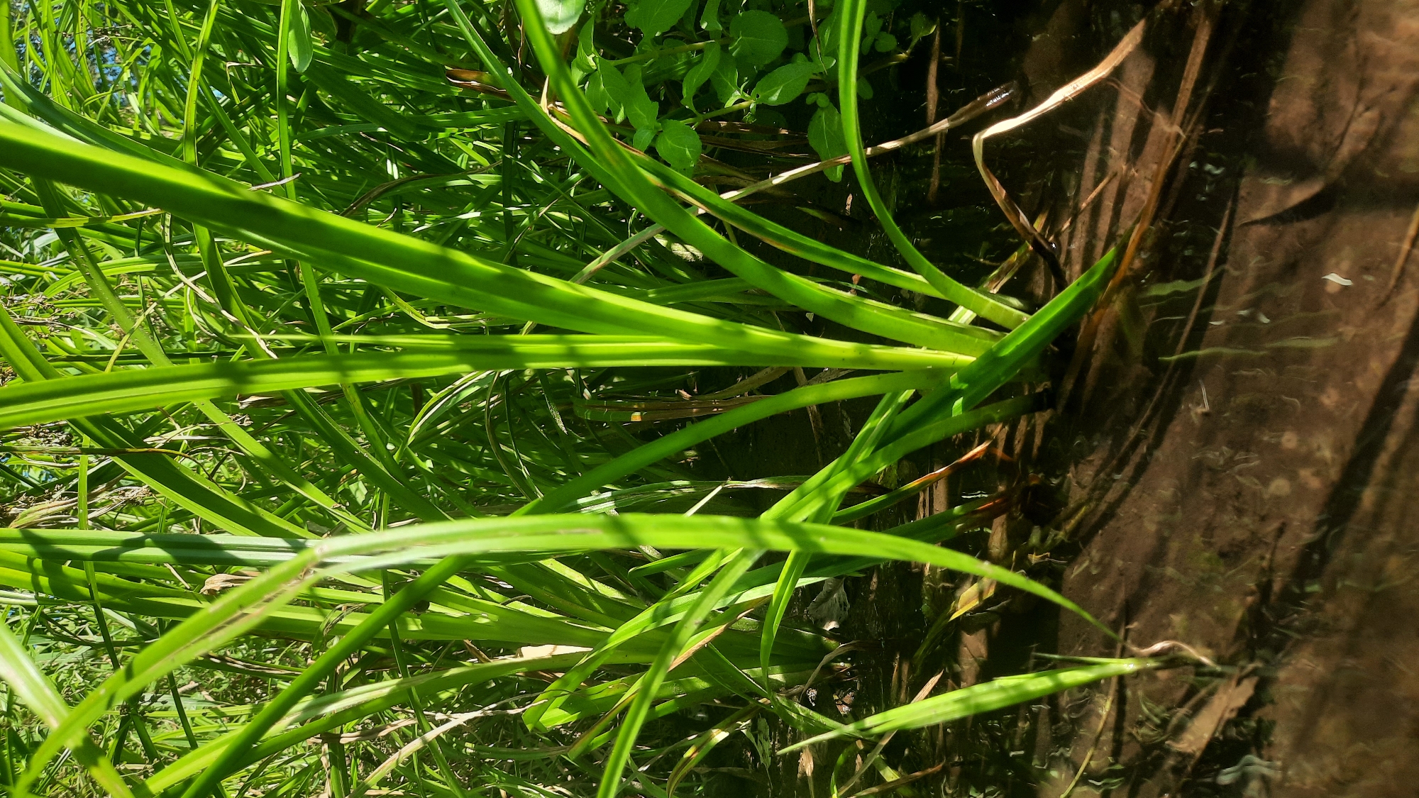 The image is a close-up, low-angle shot of lush green reeds or tall grass growing in shallow, muddy water. The stems of the plants are thick and vibrant green, with some catching the sunlight and appearing almost translucent. The water is a dark brown, reflecting the shadows of the reeds and creating ripples on its surface. In the background, more dense vegetation is visible, creating a thick wall of green. The overall impression is one of natural growth in a wetland environment. There are no people or man-made objects visible in the image. Without further information, the specific location within the city of Шклоў, Belarus, cannot be determined from the image itself.
