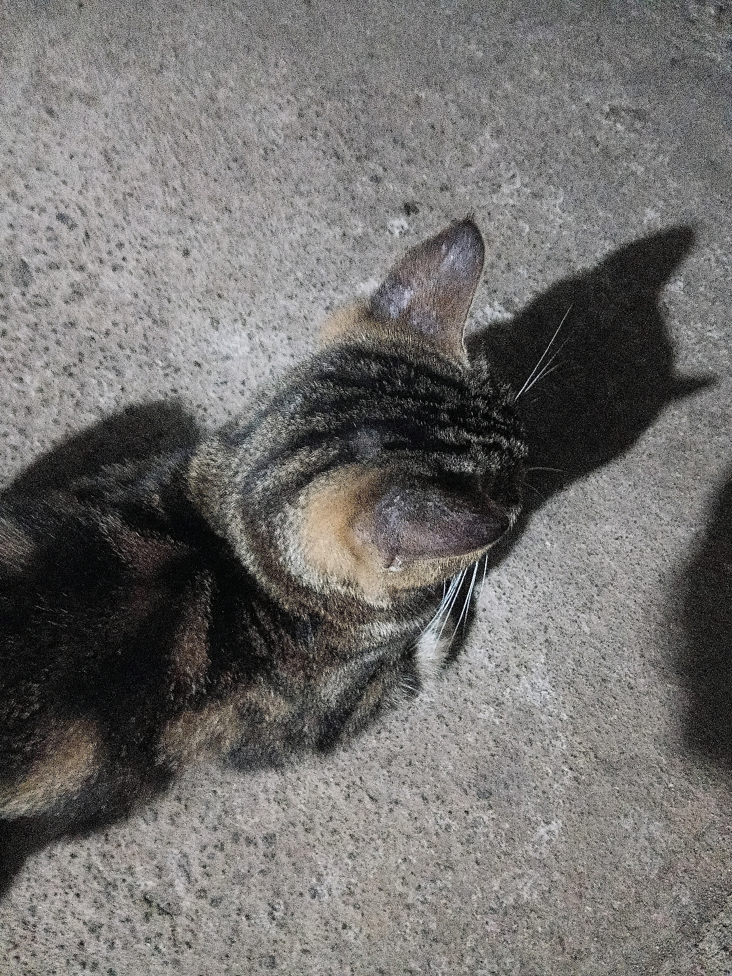 The image shows a close-up of a tabby cat resting on a textured concrete surface. The cat is facing away from the camera, with its head turned to the right. Its fur is a mix of dark brown, black, and tan stripes. The cat's ears are visible, and it has long white whiskers. A shadow is cast on the concrete to the right of the cat, suggesting it is illuminated by a light source. The concrete surface appears to be outdoors and somewhat rough in texture. There is no clear indication of the specific location within Cikal, Indonesia, beyond the general presence of an outdoor, urban or semi-urban setting with concrete. No people or other animals are visible.