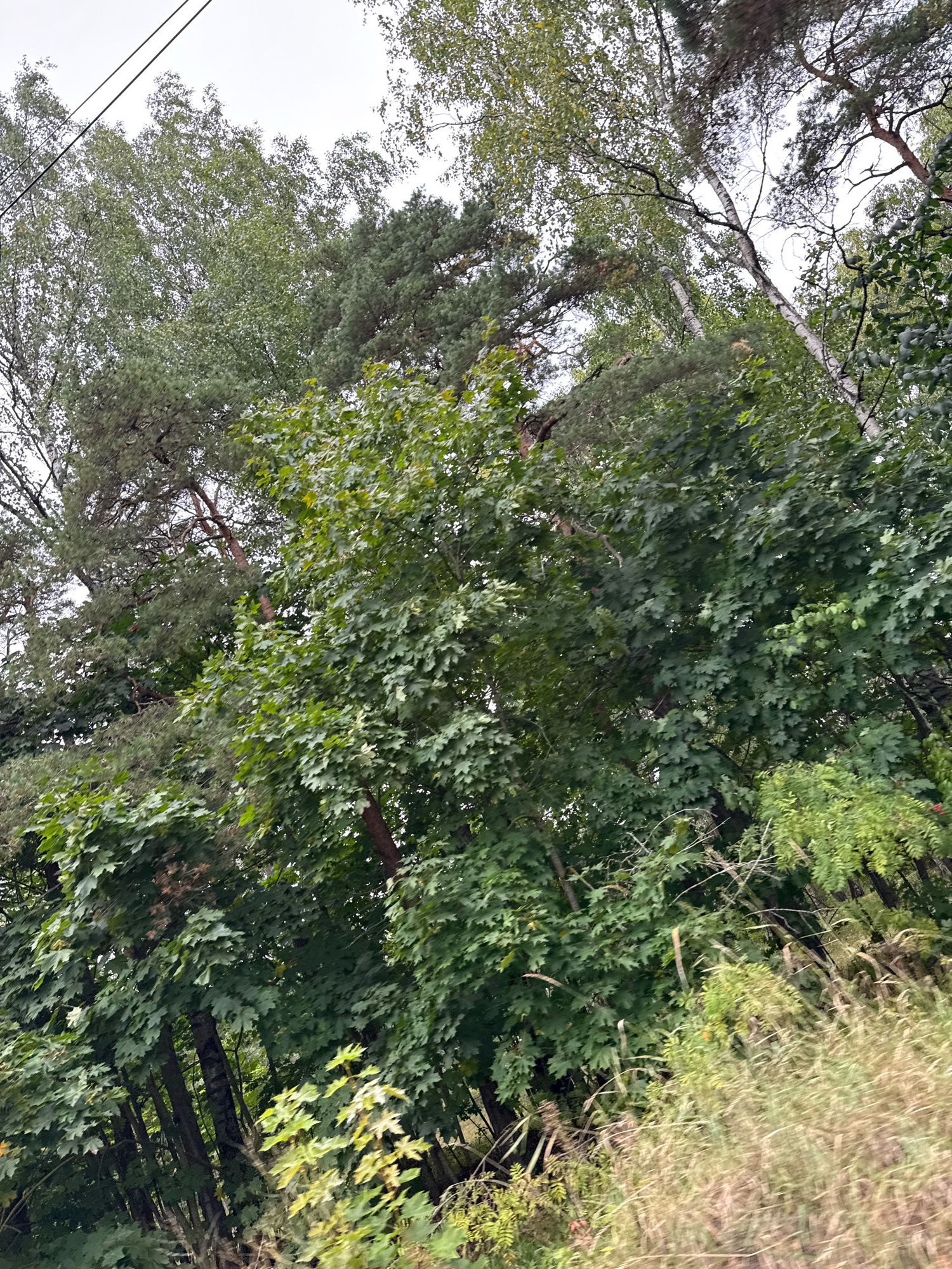 A low-angle, slightly blurry shot captures a dense, overgrown forest canopy under a pale, overcast sky. Two dark, thin power lines traverse diagonally from the upper left corner. Various tree species are visible, including tall, slender birches with white bark, and mature pines with dark green needles. Lush green foliage dominates the scene, with some lighter green leaves in the foreground, suggesting a mixture of deciduous and coniferous trees. The undergrowth appears thick and varied, with tall grasses and smaller plants visible at the bottom. The overall impression is one of a wild, untamed natural area. The image does not contain any people or specific landmarks that would allow for precise identification of a location within Tallinn, Estonia.