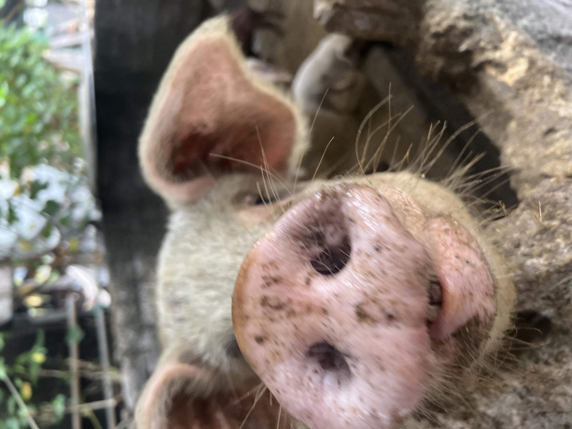 A close-up, low-angle shot shows a pig's snout and face in a muddy enclosure. The pig's nose, which is pink and speckled with dirt, dominates the foreground. Its eyes are not clearly visible. Behind the snout, parts of its ears and the coarse, light-colored hair of its head are visible. The pig appears to be in a pen or a similar outdoor environment, suggested by the rough, textured surfaces surrounding it. In the blurred background, a few other pigs, possibly piglets, can be seen. Green foliage is visible at the top of the frame, indicating an outdoor setting. The image is unfocused in the background, drawing attention to the detail of the pig's nose. The scene is likely in a rural or agricultural setting.