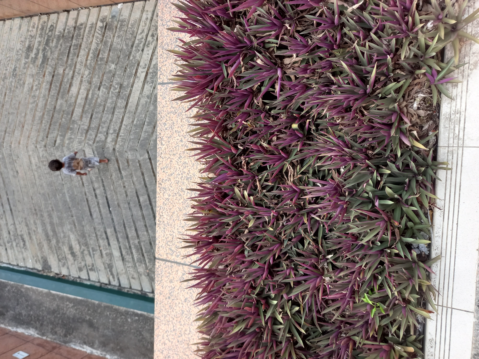 The image is a two-part composition. The upper portion shows a child, seen from behind, walking away from the camera on a sloped, grey concrete surface. The concrete has parallel, indented lines running across its width. To the left of the concrete slope, there is a textured reddish-brown brick wall and a dark green metal railing or barrier. The lower portion of the image displays a dense cluster of vibrant purple and green leafy plants, possibly Rhoeo discolor, filling the frame. These plants are growing in a garden bed along the edge of a tiled walkway or patio. The lighting suggests it is daytime, likely outdoors, with the division between the two scenes appearing to be a textured, sandy-colored border. The image does not contain explicit indicators of the city of Samarinda, Indonesia.