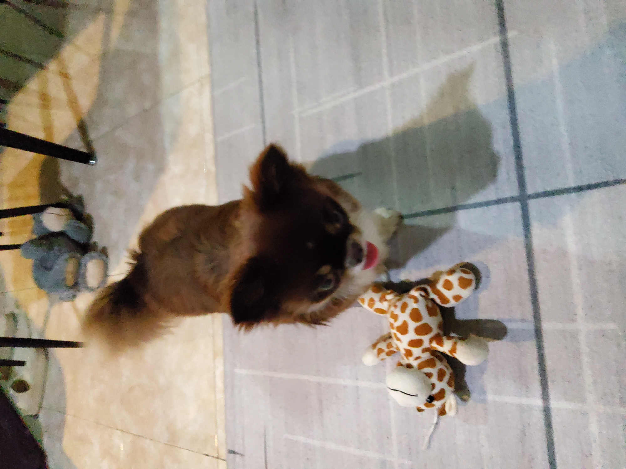 A small, long-haired, brown and white chihuahua-mix dog is standing on a tiled floor, looking directly at the camera with its tongue slightly out. Next to the dog, to its left, is a plush toy giraffe with orange spots. In the background, a blurred grey stuffed animal is visible on a tan tiled floor, near the legs of dark furniture. The lighting suggests an indoor setting, likely a home, with shadows cast on the floor. The scene is in Trang, Thailand.