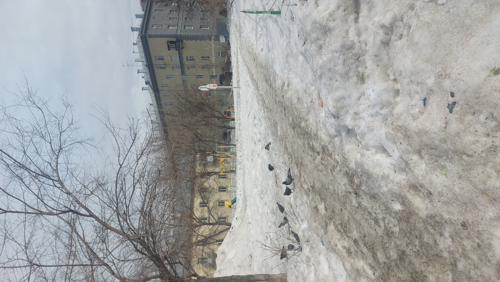 The image depicts a winter scene in what appears to be a residential area of Novosibirsk, Russia. The foreground shows a large snow bank along a walkway, speckled with debris and footprints. A line of pigeons stands on the snow. Behind the snow bank is a row of bare trees, obscuring a view of older apartment buildings with multiple stories and windows. A playground can be seen. The sky is overcast. The scene suggests late winter or early spring, with remnants of snow still present. There are no people visible. A basketball hoop is present.