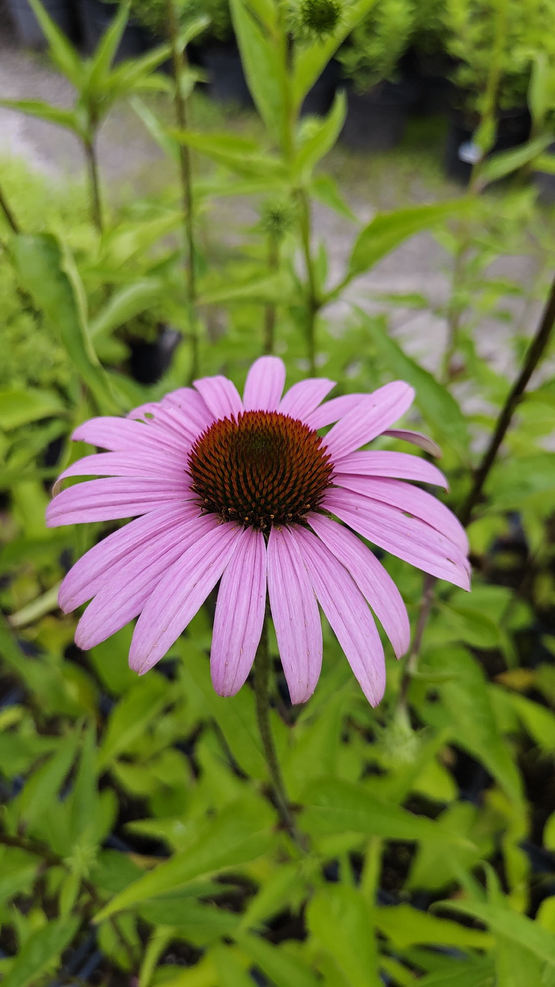 A close-up, vertical, eye-level shot shows a single pink Echinacea flower in the center of the frame, with its prominent, spiky, dark brown cone facing forward. The flower's petals are a light pink color and are arranged radially around the cone. The background consists of blurred green foliage, suggesting an outdoor setting with other plants. The image does not contain any people or specific landmarks that would allow for identification of its location within Krasnoyarsk, Russia.