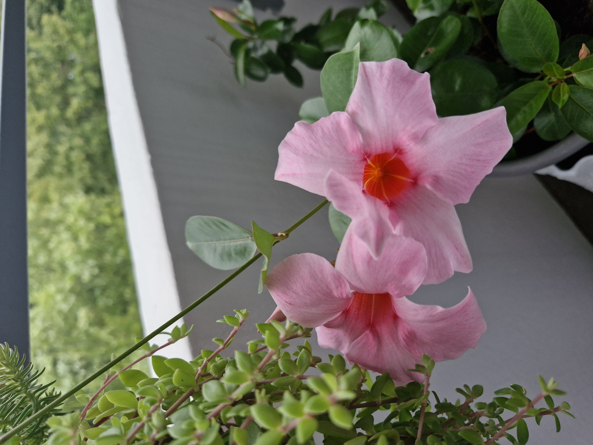 The image shows a close-up of two pink dipladenia flowers with red centers, blooming on a balcony. To the left, a vine with small green leaves hangs down. In the background, blurred green trees are visible, suggesting an outdoor setting. The balcony railing is dark gray. The flowers are in focus, while the background is out of focus. The scene is likely in a residential area, given the balcony setting. The image does not contain any information that can be used to determine the specific location within the city of Bremen, Germany.