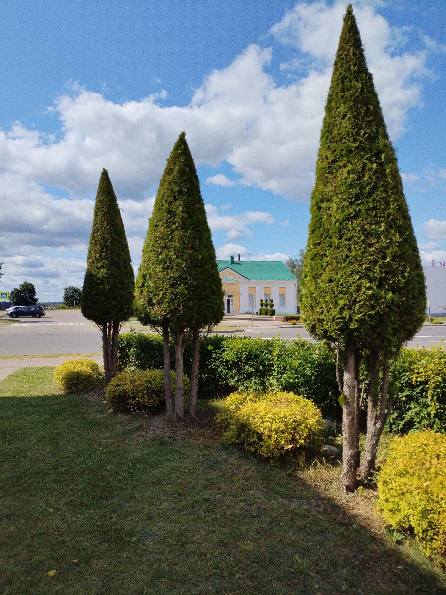 In the city of Bialynichy, Belarus, this image captures a sunny day with a bright blue sky dotted with fluffy white clouds. The foreground is dominated by a lush green lawn and manicured shrubs, with three tall, conical evergreen trees standing in a line. Behind the trees, a road is visible with a pedestrian crossing and a dark-colored car driving away from the viewer. Further in the background, a light-colored building with a green roof and yellow accents stands adjacent to a taller, white building. The scene conveys a sense of an organized, well-maintained urban or suburban environment on a pleasant day.