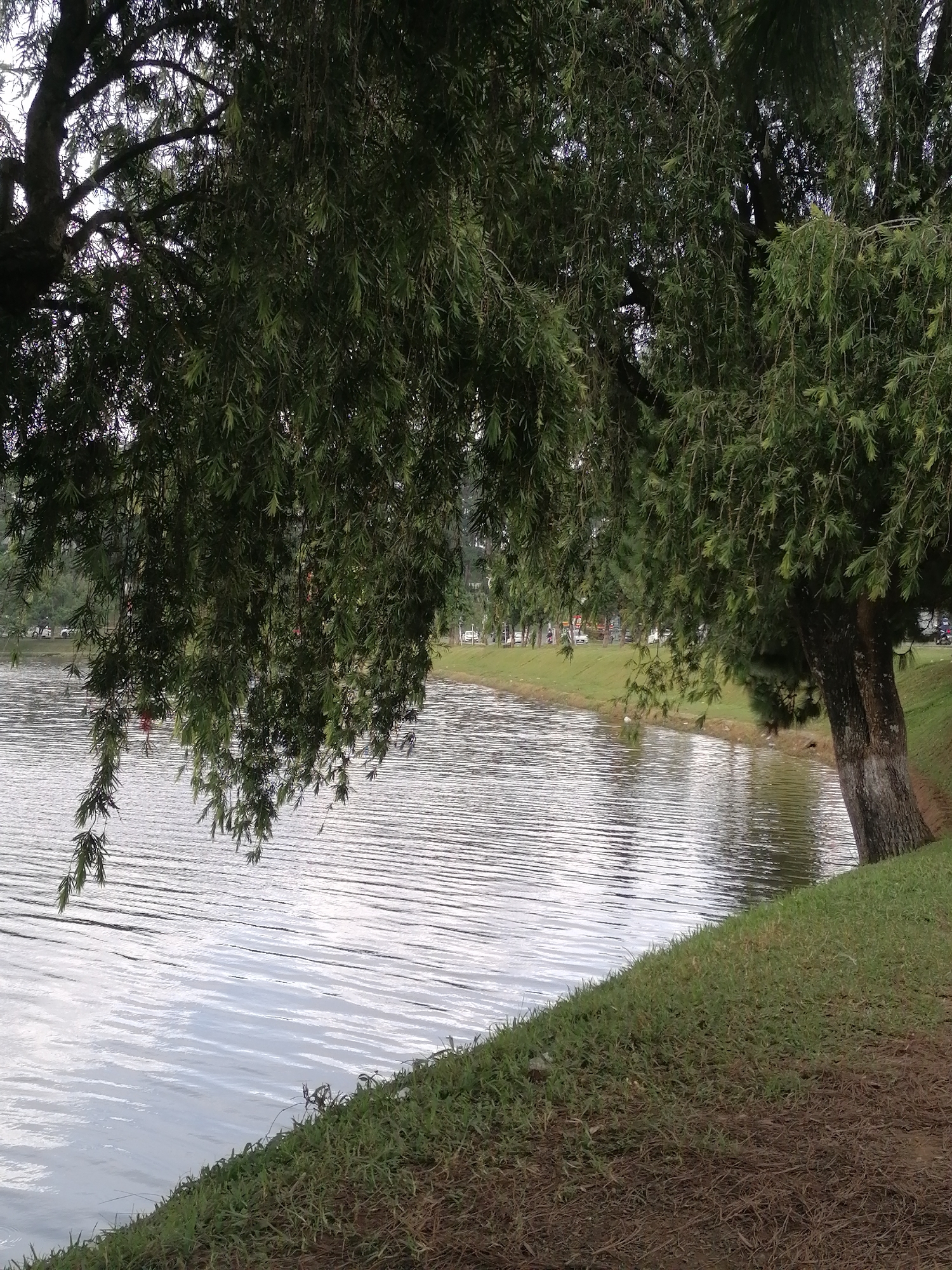 The image depicts a serene lakeside scene, likely in Da Lat, Vietnam, with a prominent weeping willow tree dominating the foreground. The tree's long, drooping branches, laden with lush green leaves, extend over the water, creating a sense of enclosure. The lake itself is calm, with subtle ripples reflecting the overcast sky. Beyond the lake, a grassy embankment slopes gently upwards, lined with more trees and a road where several vehicles, including cars and motorcycles, are visible. The overall atmosphere is one of natural tranquility, possibly a public park or recreational area within the city. There are no people clearly visible in the immediate foreground or on the lake, though distant figures may be present in the background. The ground in the foreground is covered with grass and fallen leaves.