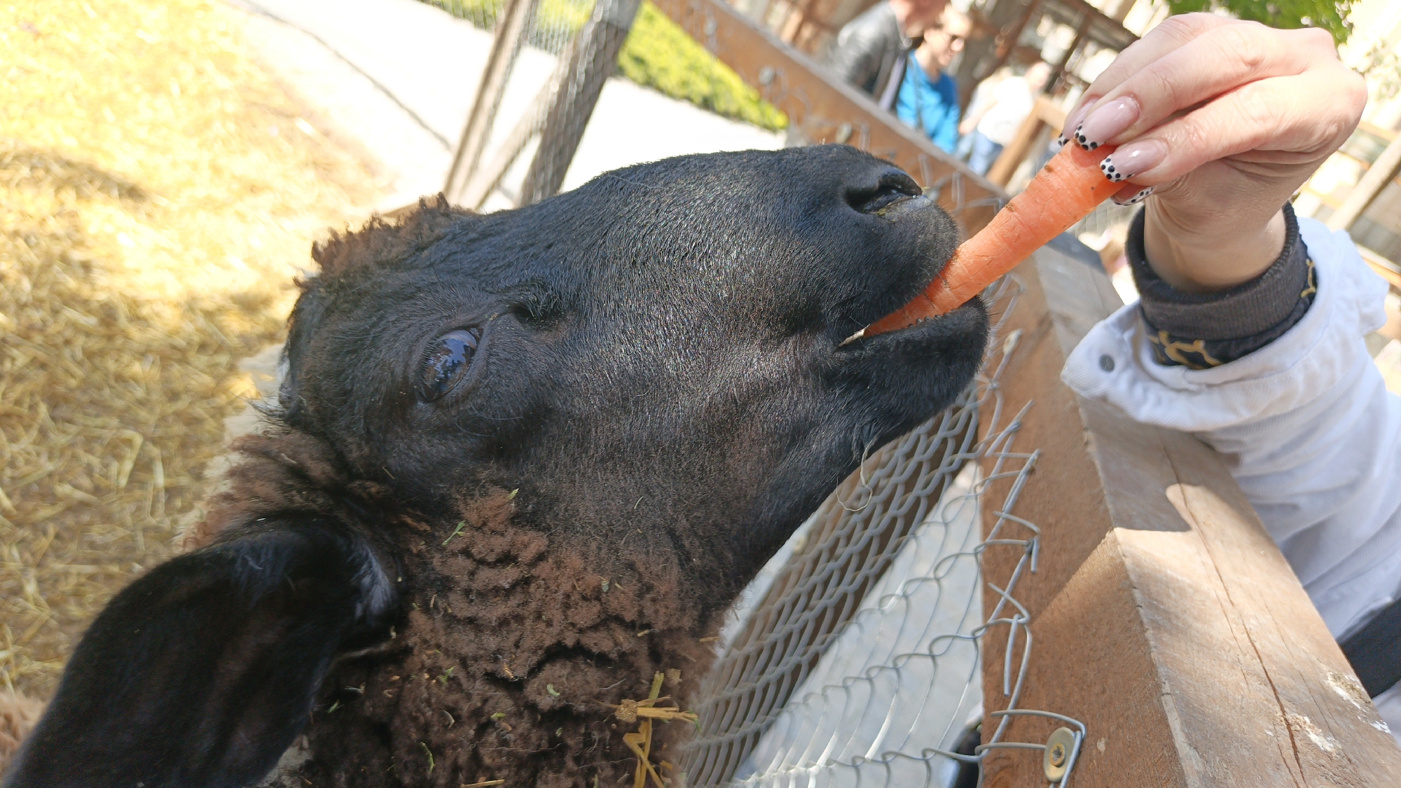 In an outdoor setting, a black sheep is being fed a carrot by a person. The sheep is positioned behind a wire fence, with straw visible on the ground nearby. The person's hand holding the carrot is visible, showcasing a manicure with black polka dots. The person is wearing a white jacket with a dark-colored under-layer, and a decorative trim detail is visible. The photograph appears to have been taken at eye level, slightly skewed, giving a close-up perspective of the sheep and the interaction. In the background, there are blurred figures and hints of a park setting, suggesting a zoo or petting farm. The location is assumed to be in Sevastopol, Ukraine.