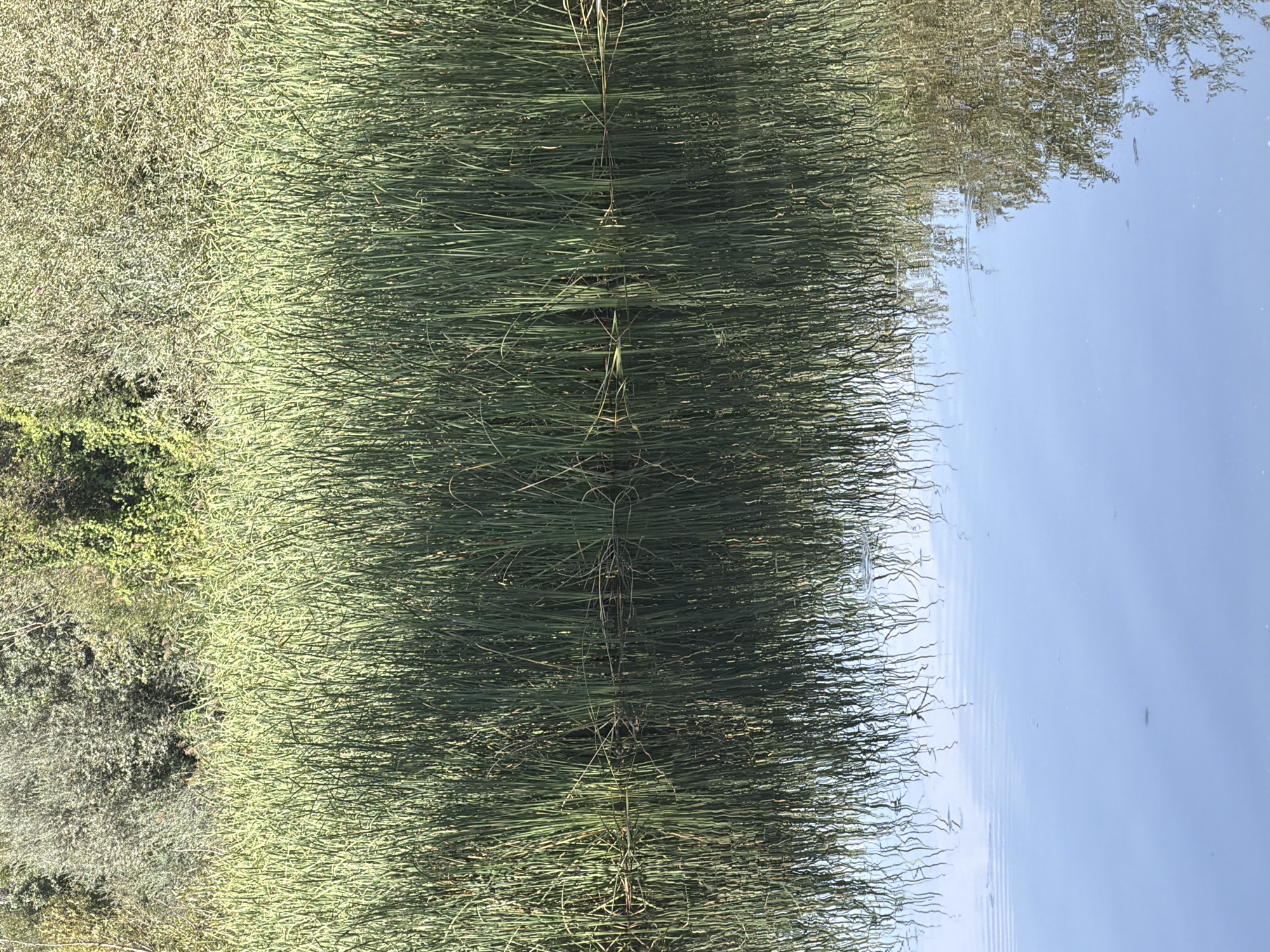 A dense stand of tall, green reeds grows along the edge of a body of calm water. The reeds are reflected in the water, creating a mirror image that is slightly distorted by ripples. In the background, beyond the reeds, is a thick line of trees and foliage, suggesting a natural or park-like setting. The water is a pale blue and reflects the sky and the trees on the opposite bank. There are no people or animals visible in the image. The scene depicts a tranquil waterside environment. There is no information in the image that allows for a specific location in the city of Salamanca, Spain.
