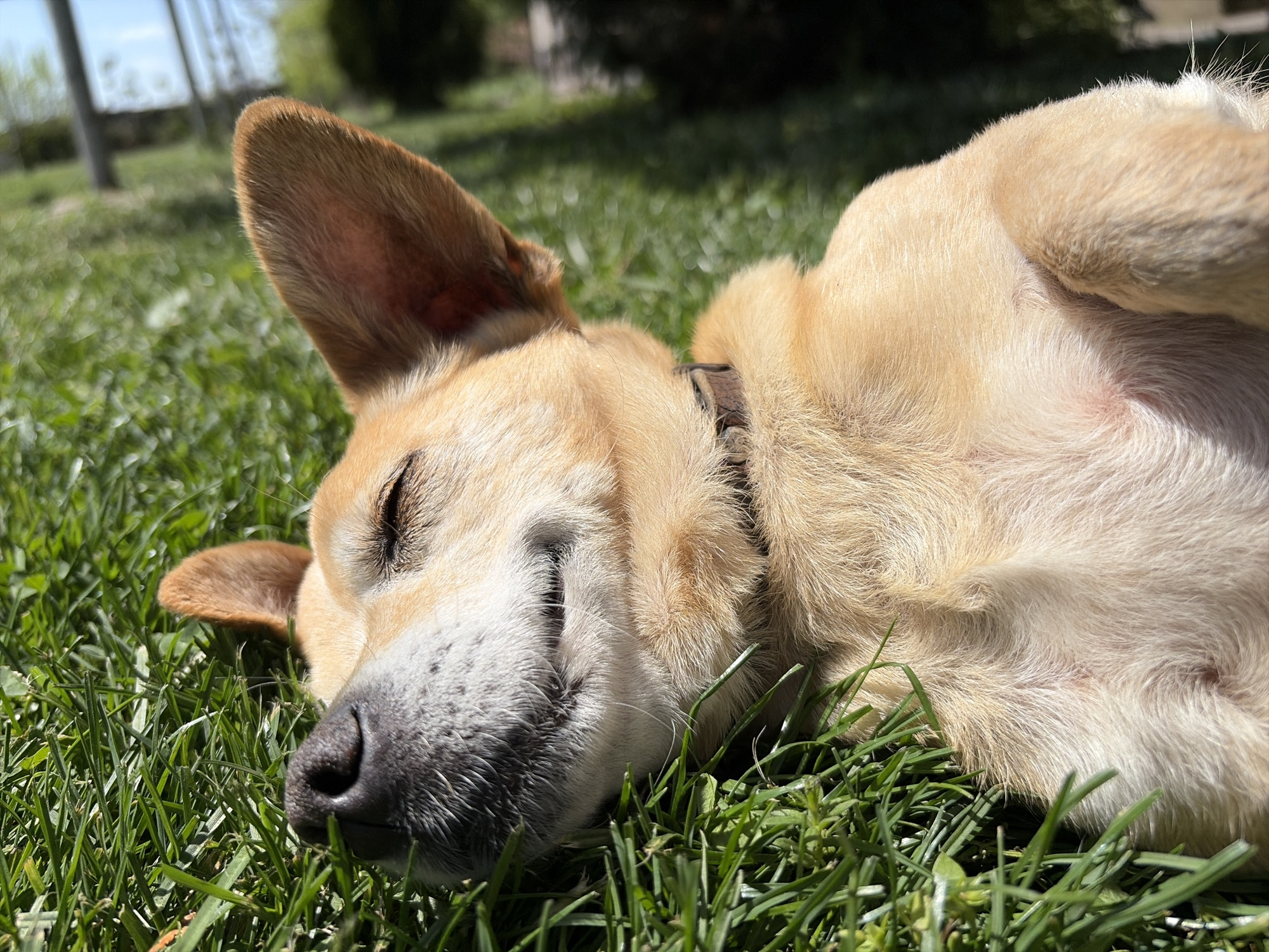 A tan and white dog with a black nose lies on its side in green grass, with one ear pointing up and the other folded down. The dog's eyes are closed, and it appears to be sleeping or resting comfortably in the sunlight. A brown collar is visible around its neck. The background includes blurry green vegetation, suggesting a park or yard. The location is unknown.