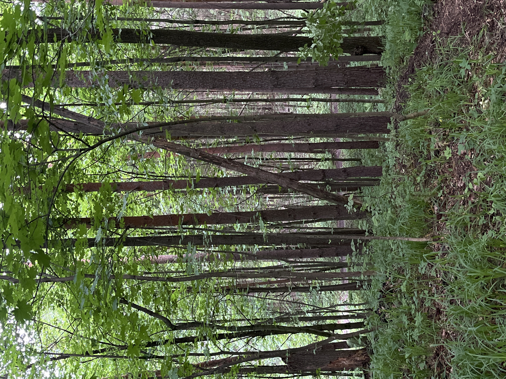 The image shows a forest scene, characterized by numerous slender, tall trees aligned vertically. Green foliage is visible in the upper and left areas of the image, indicating leaves on branches. The ground is covered with green vegetation and some brown leaf litter. The perspective creates a sense of depth, with trees appearing closer in the foreground and receding into the distance. There's no evidence to suggest that this image is of Gruzinskii, Russia.