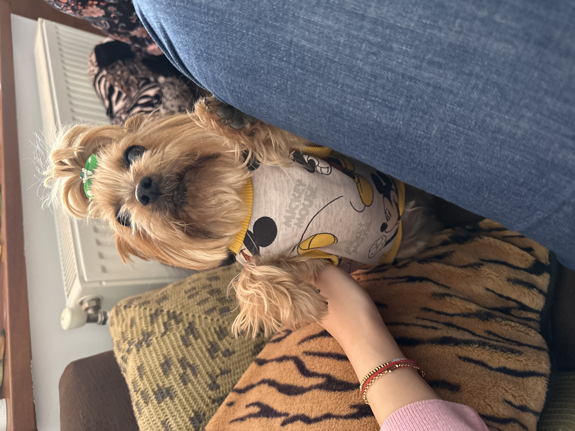 A tan Yorkshire Terrier wearing a light grey and yellow Mickey Mouse-themed shirt is lying on a patterned cushion next to a person wearing blue jeans and a pink sweater. The cushion has a mix of patterns including a green and tan abstract design and a brown tiger stripe design. The person's hand is resting on the dog. A white radiator is visible in the background, to the left of the dog. The scene takes place indoors. No location in Montana, Bulgaria, is evident.