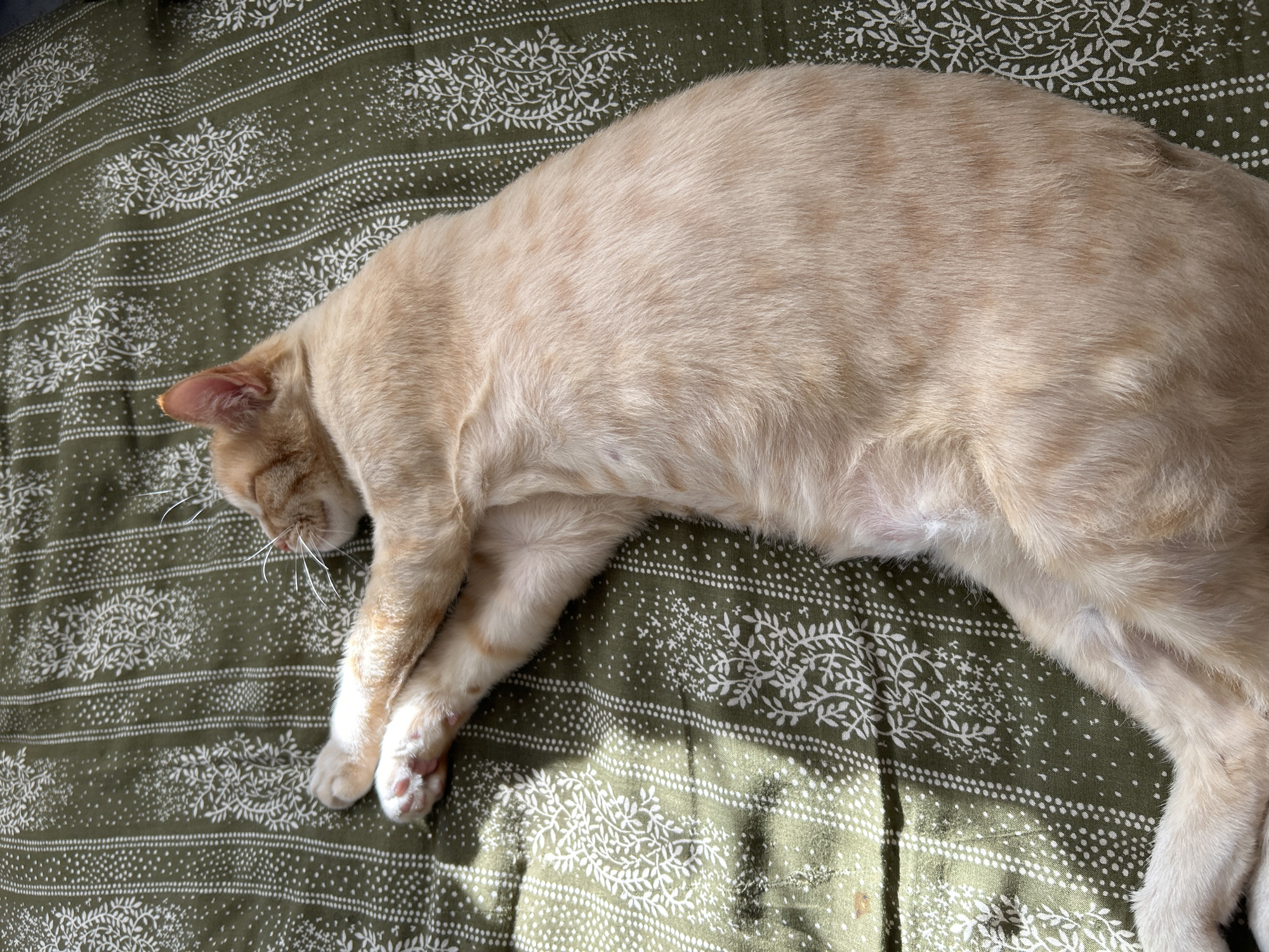 An orange tabby cat sleeps on a green patterned fabric. The fabric has horizontal stripes with white floral and dot designs. The cat is lying on its side with its paws crossed. Sunlight streams across the cat and fabric, creating dappled shadows. The cat's eyes are closed, and its ears are relaxed. The scene appears peaceful and serene. The time of day seems to be during daylight hours, with the presence of sunlight. No people are visible, only the cat. The location is stated as Sibay, Russia. There is no visible text in the image.