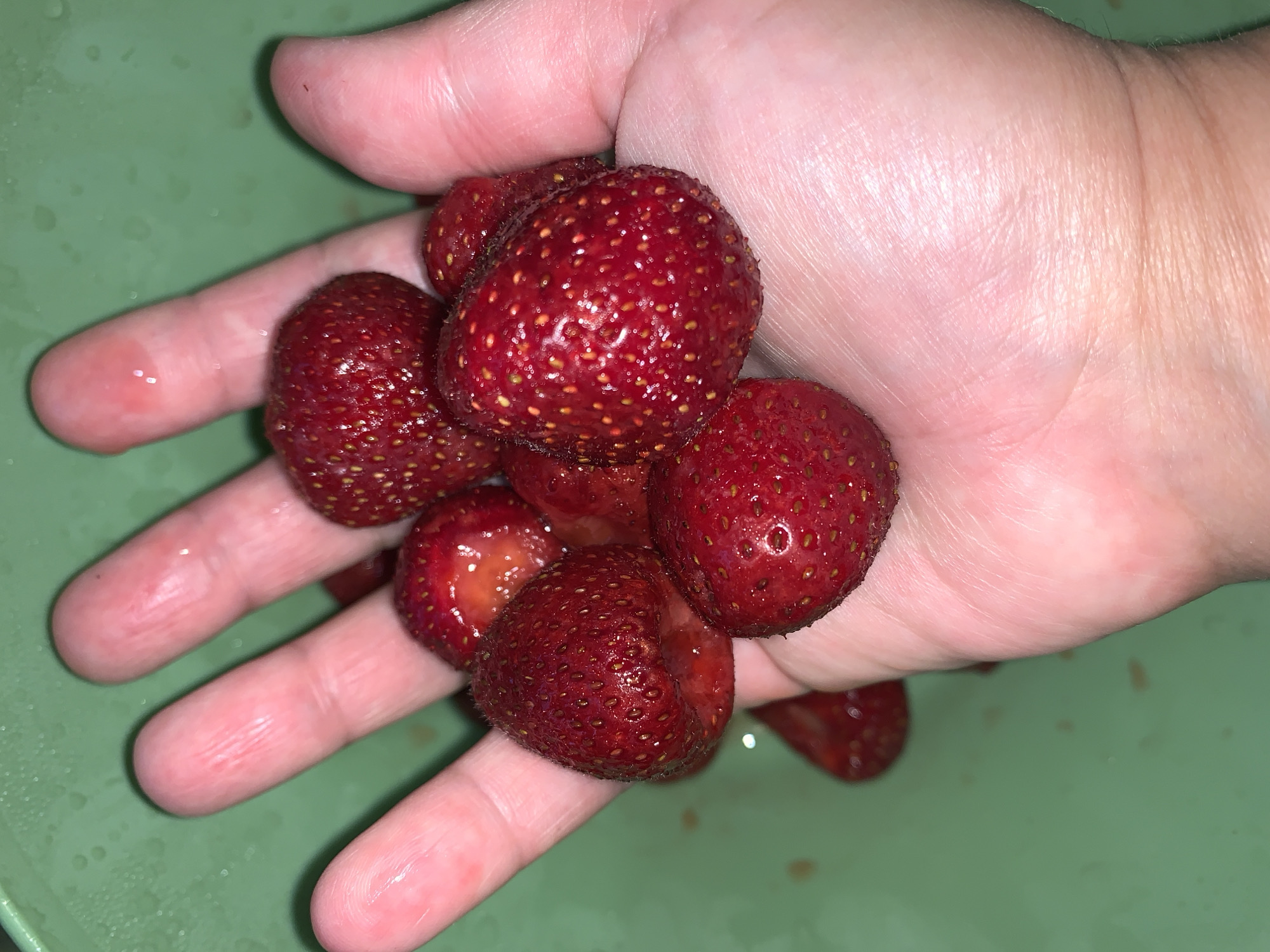 A person's left hand is cupped, holding several ripe strawberries. The hand is pale and appears slightly wet. The strawberries are a deep red with visible seeds and some are partially sliced. They are nestled in the palm and between the fingers. The background is a blurred, light green surface, possibly a bowl or container, with some water droplets visible. The lighting is overhead and somewhat harsh, creating shadows. The image is a close-up shot, focusing on the hand and the fruit. No specific location in a city is identifiable.
