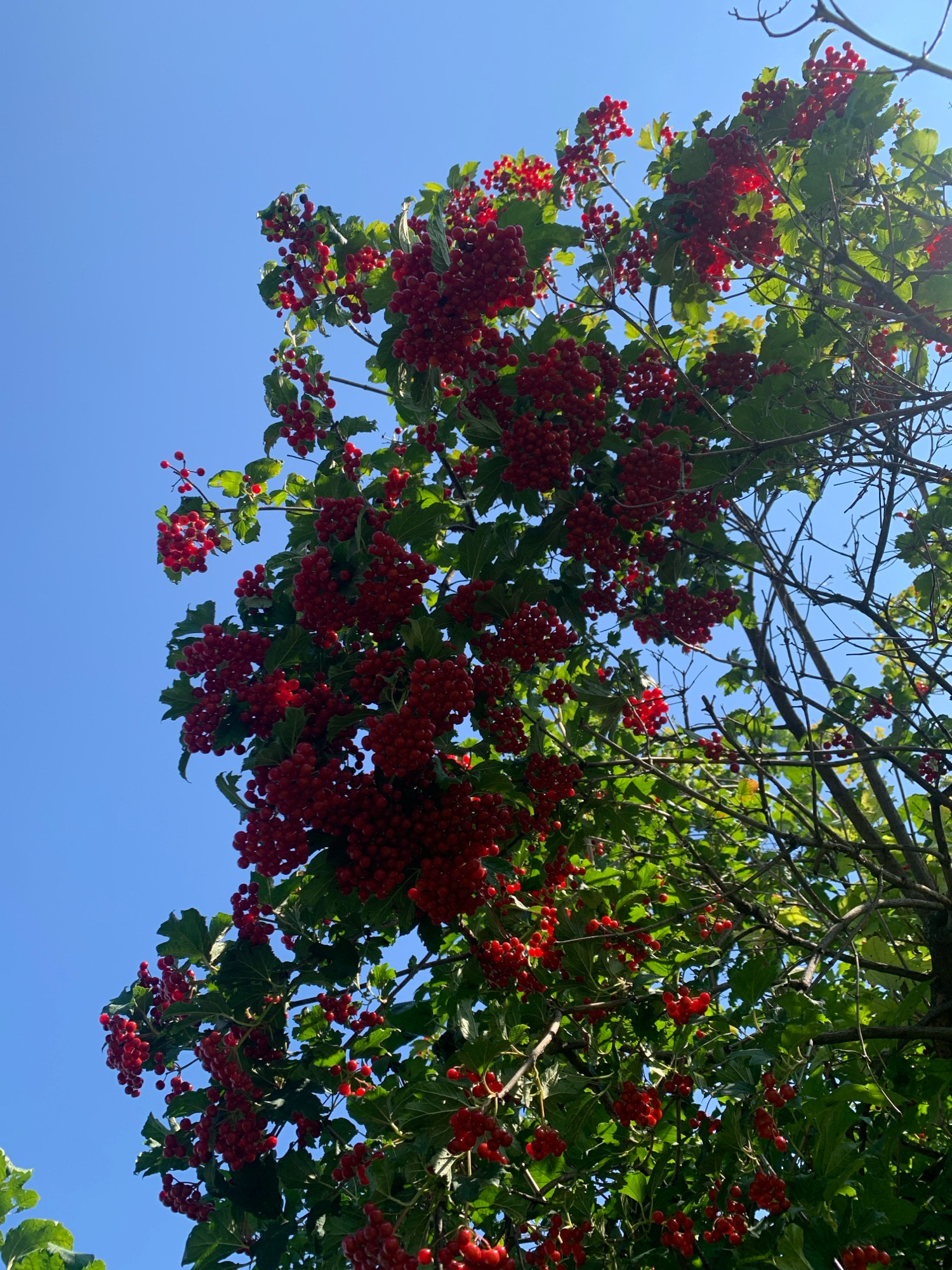 A low-angle shot captures a cluster of red berries hanging from tree branches against a clear blue sky. The berries are small, round, and appear to be in dense bunches, interspersed with green leaves. Some of the berries are brightly illuminated by sunlight, while others are in shadow. The branches are thin and dark, with some bare branches visible. The scene is set in the city of Chishmy, Russia. There are no people or animals present in the image. The environment is natural, consisting of a tree with berries and the sky. The overall impression is of a close-up view of fruit-bearing branches.