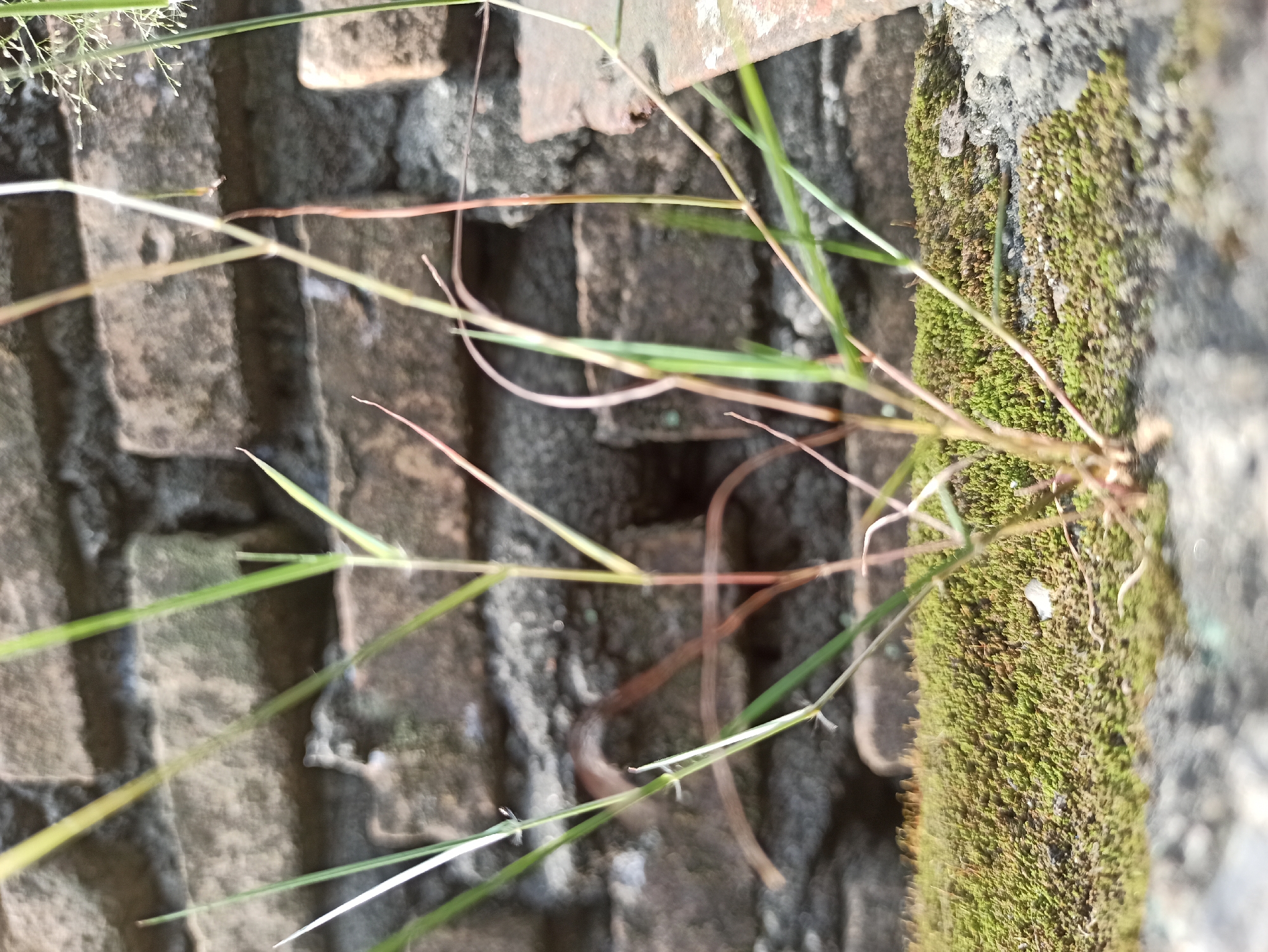 The image shows a close-up view of blades of grass growing on a patch of moss. The grass is thin and green, with some dried brown blades mixed in. The moss is a vibrant green, covering a rough, textured surface that appears to be part of a wall or structure. In the background, a weathered brick wall with visible mortar and dark patches suggests an outdoor setting, possibly an urban environment. The lighting indicates it is daytime, with sunlight casting subtle shadows. This scene could be found in a neglected corner of a garden or a crack in a building in the city of Medan, Indonesia, where moss and grass often colonize damp surfaces. There are no people or animals visible in the image.