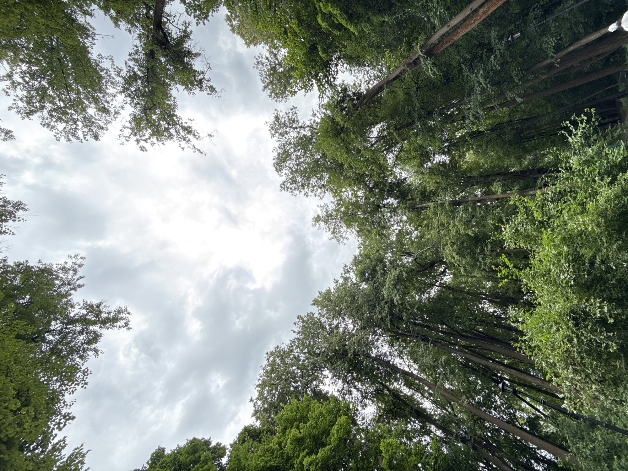 The image is a low-angle shot looking up into a canopy of tall, green trees against a cloudy sky. The trees are dense and frame the sky, creating a natural archway. There are some lighter green bushes in the foreground. A black lamppost is visible on the left side of the frame, emerging from the dense foliage. The overall impression is of a lush, natural setting, possibly a park or forest within a city. No people are visible in the image. The location is identified as Moscow, Russia.
