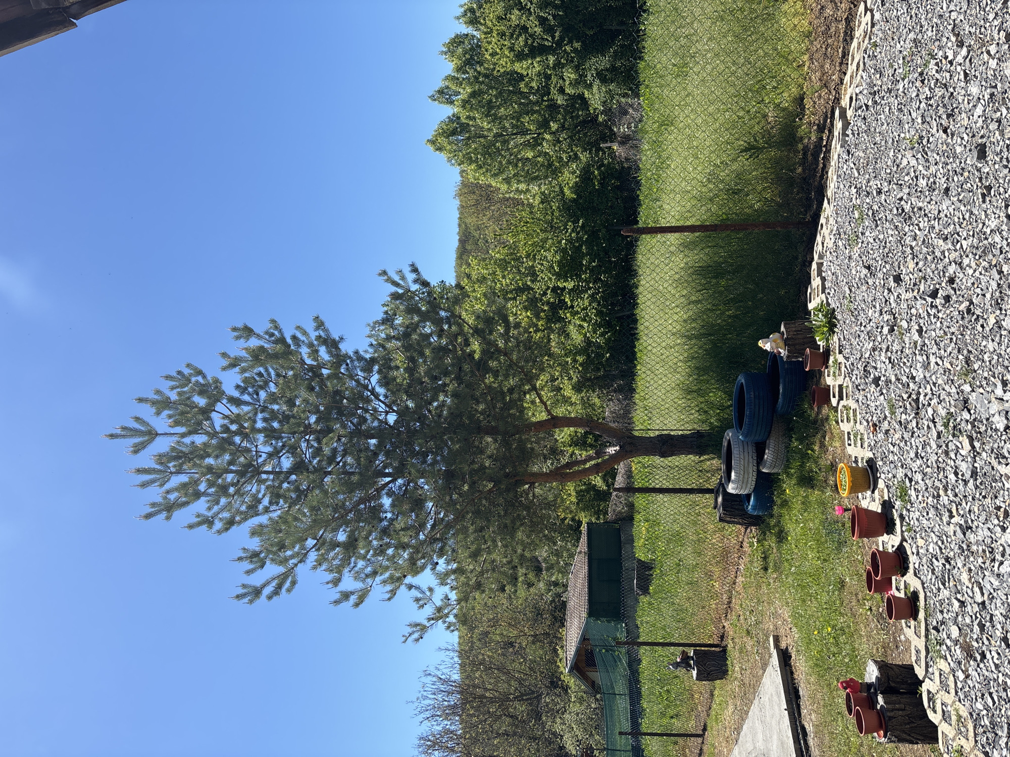 A clear, bright blue sky is visible above a landscape in Belopoptsi, Bulgaria. A pine tree dominates the left side of the frame. To the right, a chain-link fence separates the yard from a wooded area. A small green shed is near the fence. There are several tires stacked up against the fence next to some flower pots. A gravel area borders the fence.