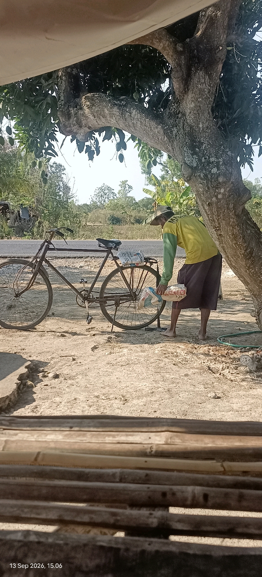 A full shot captures a man in a yellow long-sleeved shirt and dark pants next to a rusty bicycle. He is bent over, holding two bags, one of which appears to be a sack of rice, and is near the rear wheel of the bicycle. The man is positioned under a large tree with mangoes visible on its branches. The scene is set on a dirt road, with a paved road and lush green trees in the background. The overall lighting suggests it is daytime. The bottom of the frame shows a portion of a wooden structure, possibly a bench or a fence, and a timestamp indicating September 13, 2026, at 3:06 PM. The location is identified as Mojopetung, Indonesia.