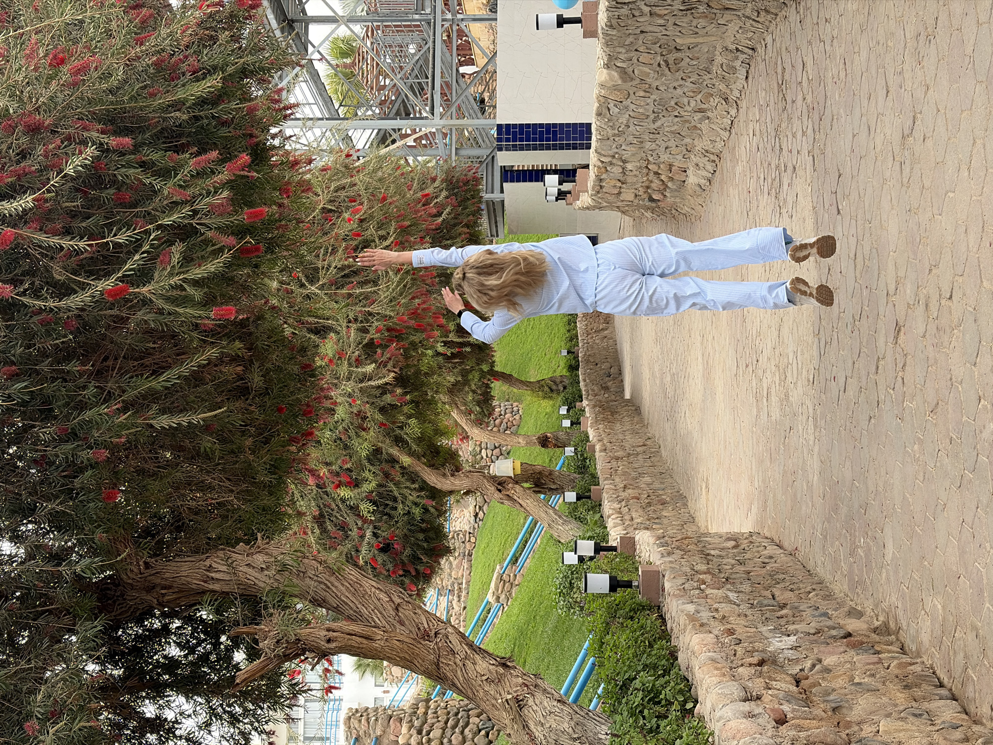 A person is seen standing in a sideways view near a tree in Sharm El Sheikh, Egypt. The tree has red flowers. The person is wearing a light blue outfit and brown shoes. There is a stone path and a stone wall in the background. A metal structure is visible above the tree. There are green plants and blue pipes in the background. Also visible are small white and black lamps.