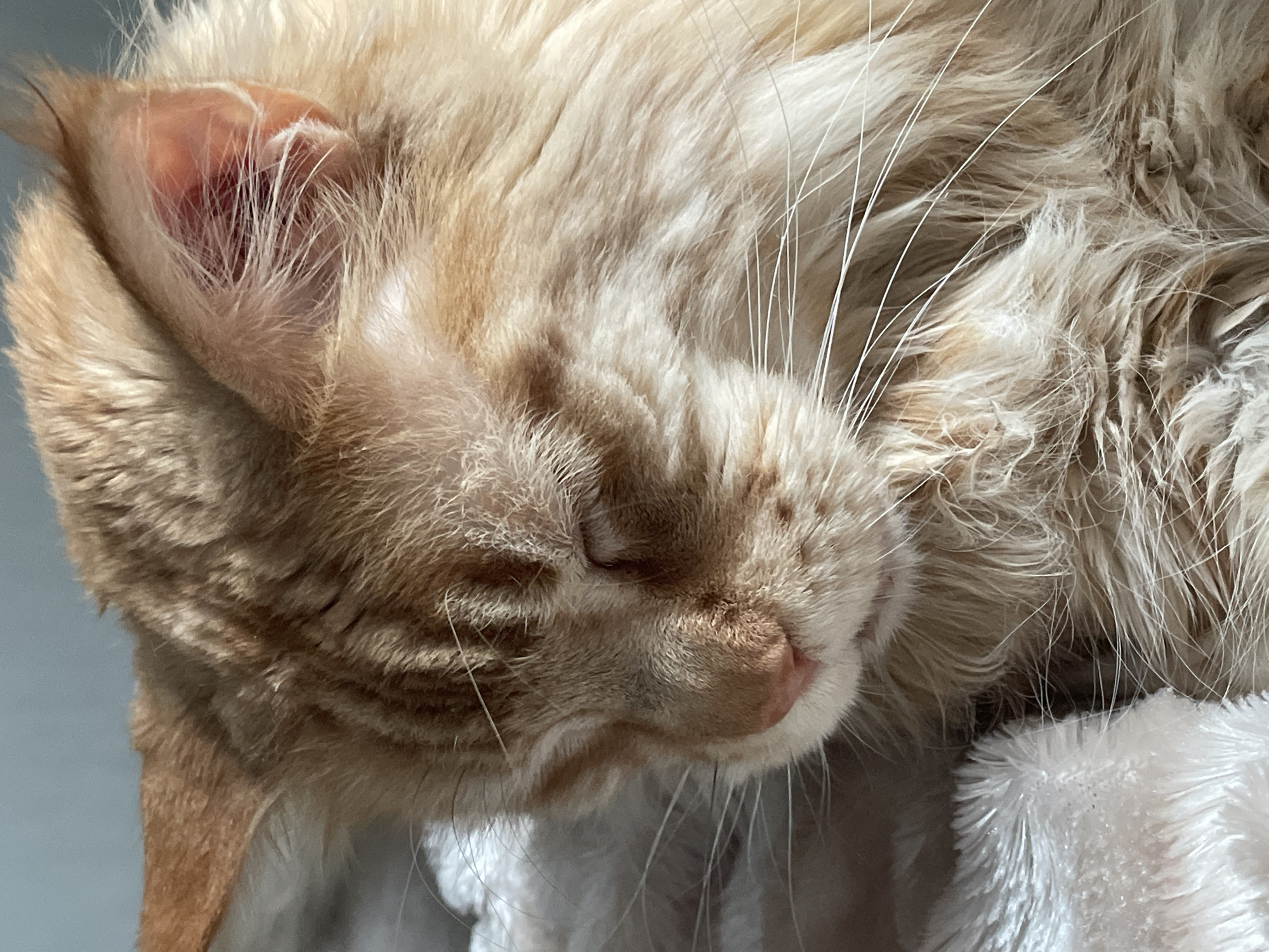 The image shows a close-up of a ginger cat sleeping on a white fluffy blanket. The cat's eyes are closed, and its fur is a mix of orange and white. The background is a plain grey wall. There is no indication of the location being in Rozsoshentsi, Ukraine.