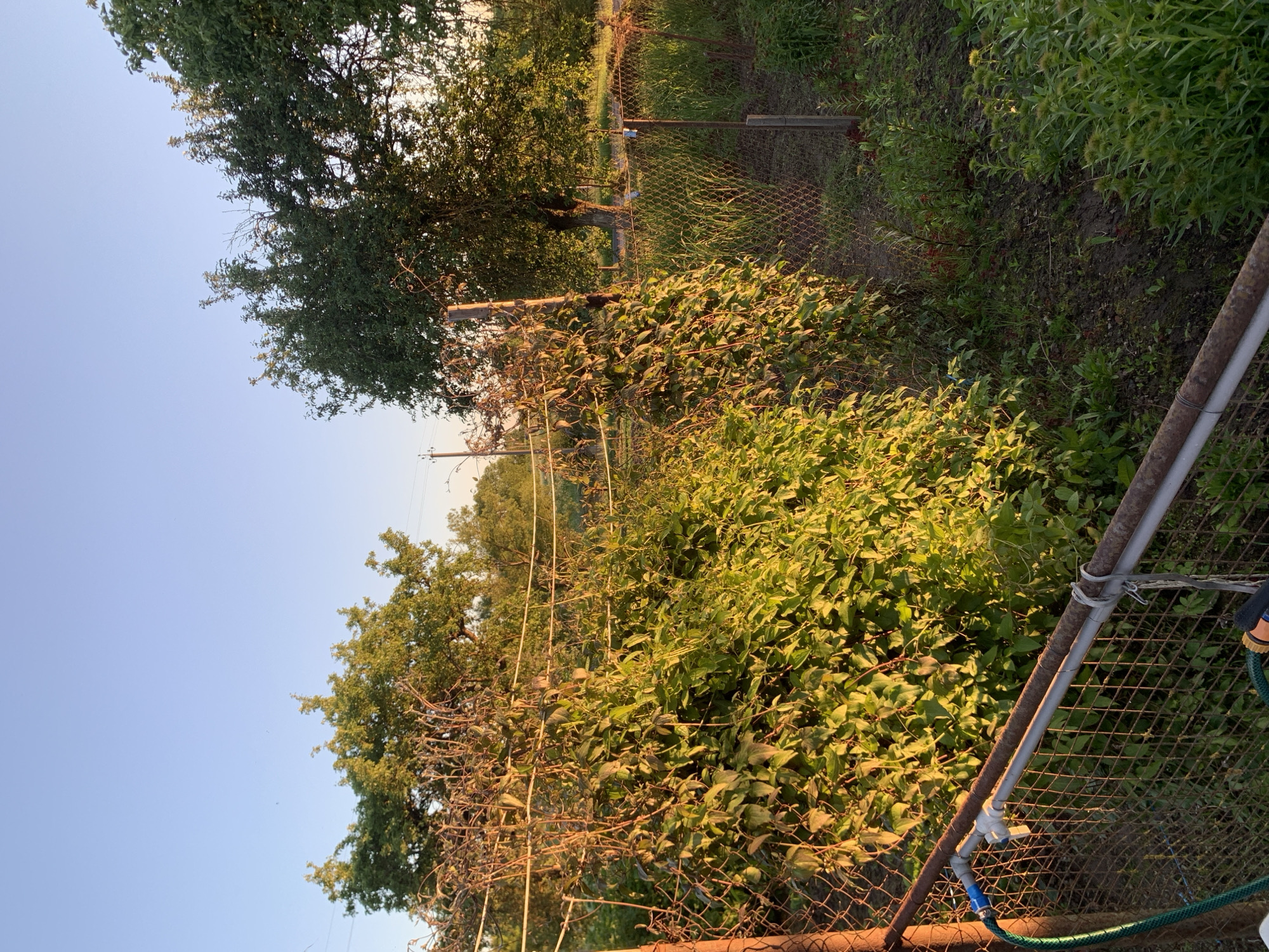 The image displays an outdoor garden or plot in Відзаўскі сельскі Савет, Belarus, under the illumination of a low, warm sun, indicating either late afternoon or early morning. No individuals are present in the scene.
In the foreground, a rusty metal fence rail runs horizontally across the bottom. A blue hose spigot is attached to a vertical element on the far left, with a green garden hose connected. A gray pipe is secured to the rusty rail parallel to it. Beyond this, a chain-link fence is visible, with patches of disturbed earth and various green plants growing.
The midground is characterized by a prominent chain-link fence densely covered with green climbing foliage, likely vines, which are brightly illuminated by the direct golden sunlight. Several support posts, appearing to be wood or concrete, are integrated into this overgrown fence line. To the right, another section of less densely covered chain-link fence encloses an area containing cultivated soil and diverse green vegetation, including taller grasses and smaller plants.
The background consists of numerous deciduous trees with full green canopies. A large tree with a distinct trunk is visible on the far right. The sky above is clear and light blue. In the distant left, utility poles and overhead lines are faintly visible. The ground cover consists of varying densities of green plants and exposed soil.