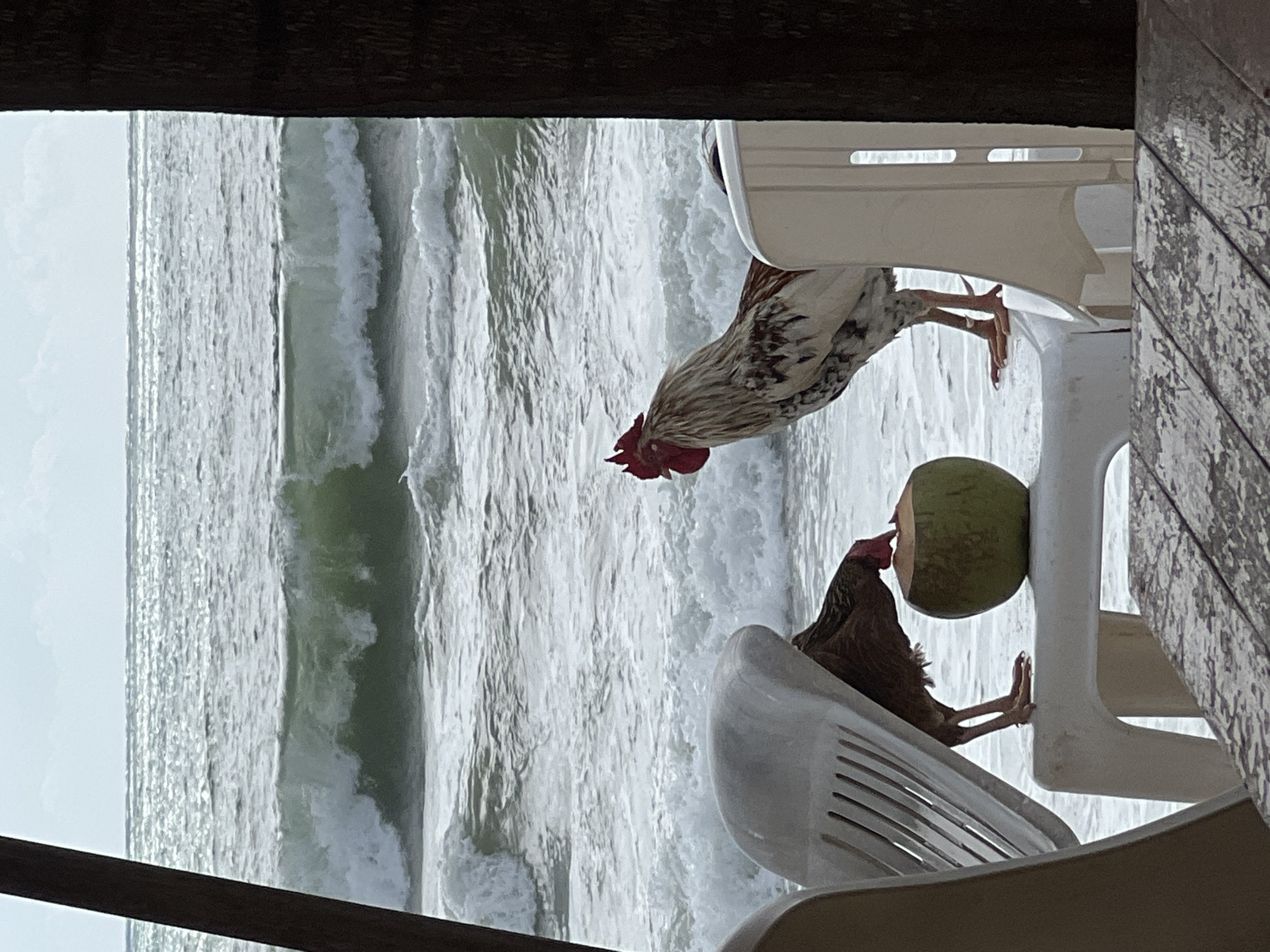 The image shows two chickens perched on white plastic chairs, with a coconut resting on one of the chairs. The backdrop is a wavy ocean scene. The scene is framed by wooden structures at the top and bottom of the image, suggesting a view from a porch or shelter. The location is unknown.