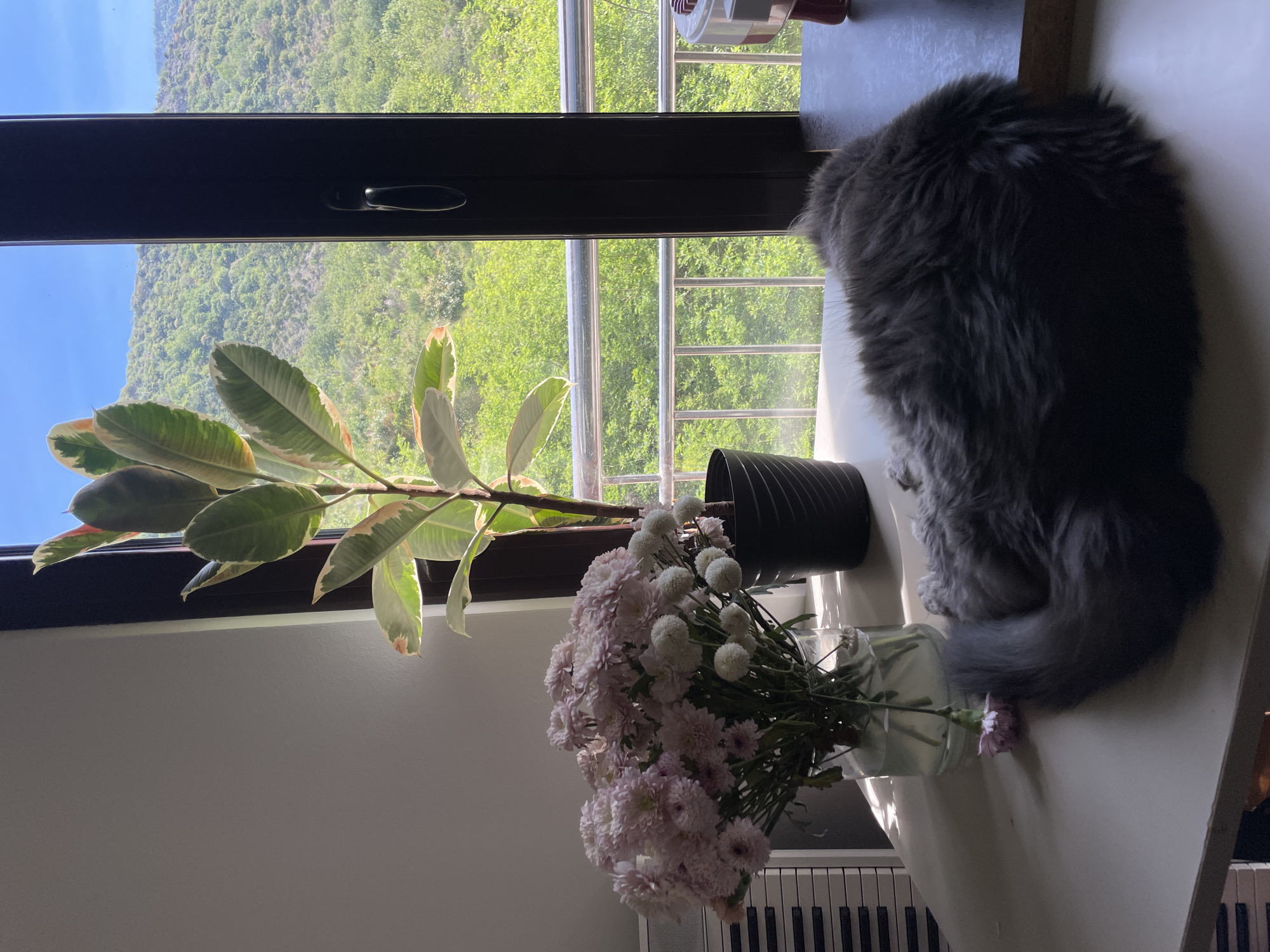 A room interior, oriented vertically, with a window view of the city of Boreti, Montenegro. A fluffy grey cat sits on the windowsill next to a rubber plant in a black pot and a vase of pink and white flowers. A white piano keyboard is partially visible at the bottom of the image. Outside the window, green foliage covers a mountain.