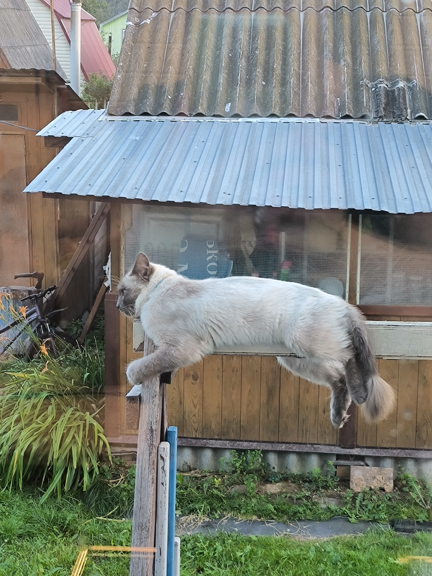 A fluffy, light-colored cat with grey markings on its tail and ears is balanced precariously on a wooden post. The cat is facing left, with its body stretched horizontally. It appears to be outdoors, with a wooden building and corrugated metal roofing in the background. There is also green foliage and grass in the foreground. The scene is likely in a rural or suburban setting, potentially in the city of Октябрьский, Russia, given the architectural style of the building.