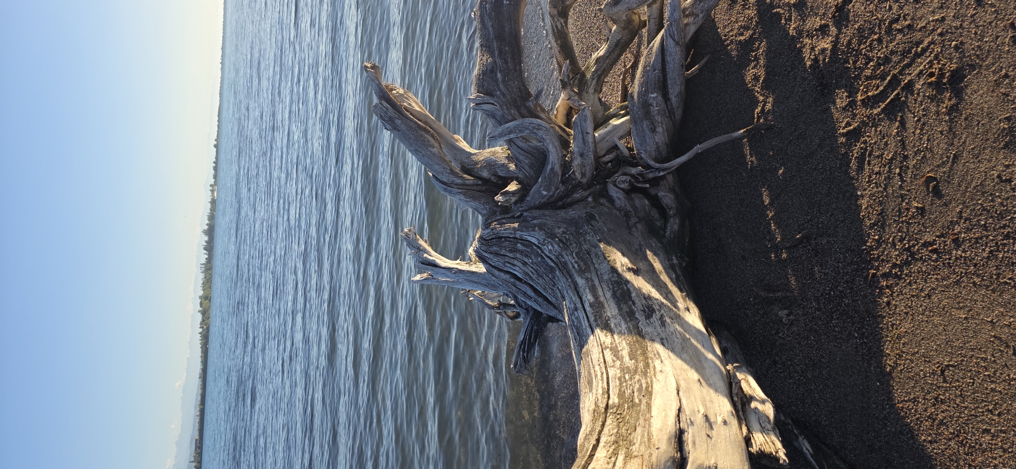 This is a close-up, low-angle outdoor photograph of a large, weathered piece of driftwood on the sandy shore of Lake Issyk-Kul in Kyrgyzstan. The driftwood, a pale gray with visible grain and knotty formations, occupies the foreground and mid-ground, lying partially submerged in the shallow water. Its gnarled branches and twisted form create an abstract, sculptural presence. The lake's surface, a deep blue with gentle ripples, stretches across the background, meeting a distant shoreline lined with trees and faint mountain silhouettes under a clear, pale blue sky. Sunlight casts long shadows across the sand and the driftwood, highlighting its texture and form. The scene is devoid of people and human activity.