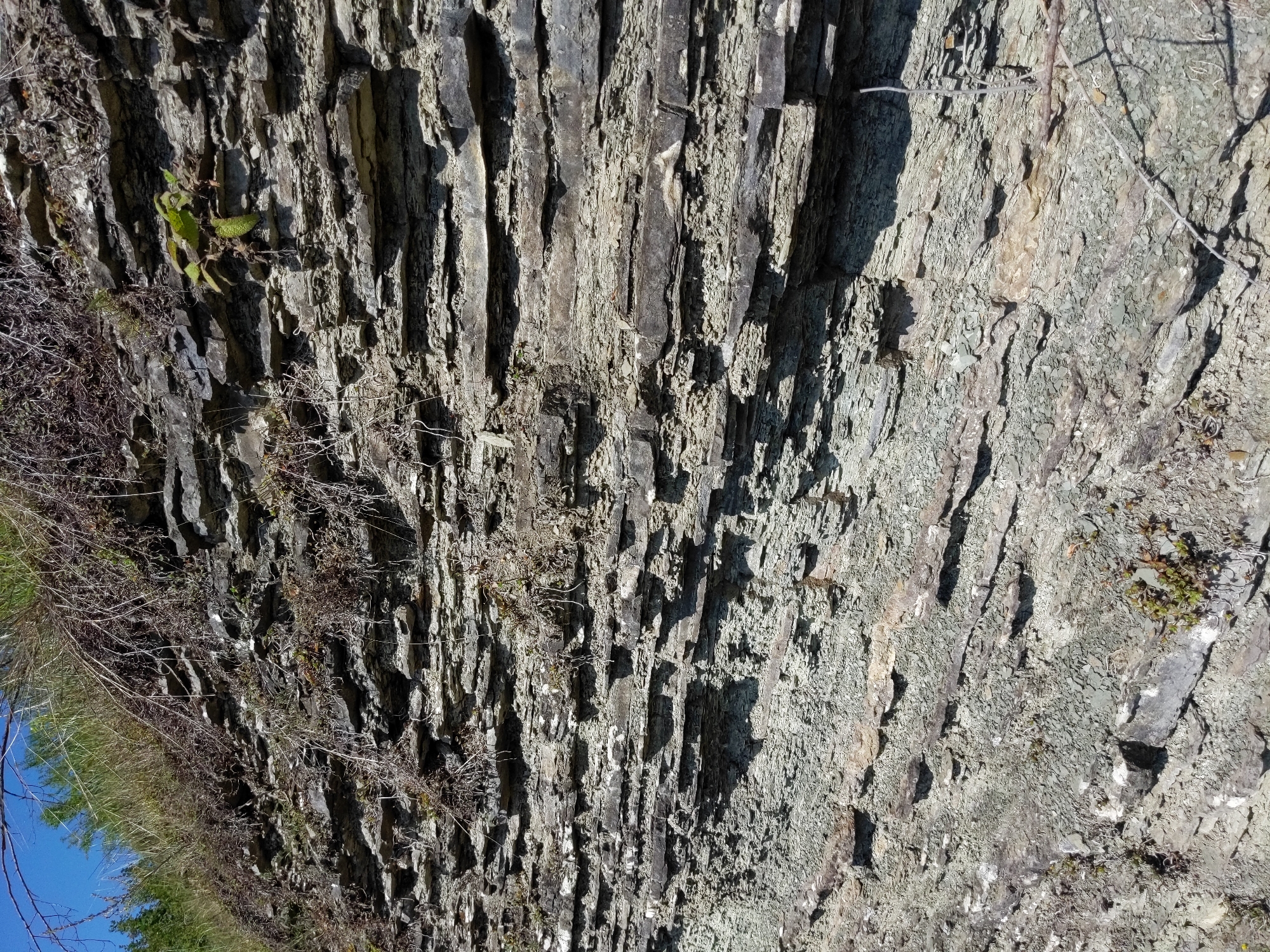 The image displays a rock face with distinct horizontal layering, indicative of sedimentary rock formation. The rock is predominantly gray and greenish-gray, with some darker gray and lighter tan or white strata visible. Small clumps of dry grass and sparse green vegetation, including a few small plants with green leaves, are growing from crevices in the rock. The overall impression is of a natural, undisturbed geological feature. The location is described as a rock face in Zalishchyky, Ukraine. There are no people, animals, or man-made objects clearly visible in the image. The environment appears to be outdoors, under natural daylight, with a clear blue sky visible at the top left corner. The lighting suggests a sunny day, casting shadows that highlight the texture and depth of the rock layers.