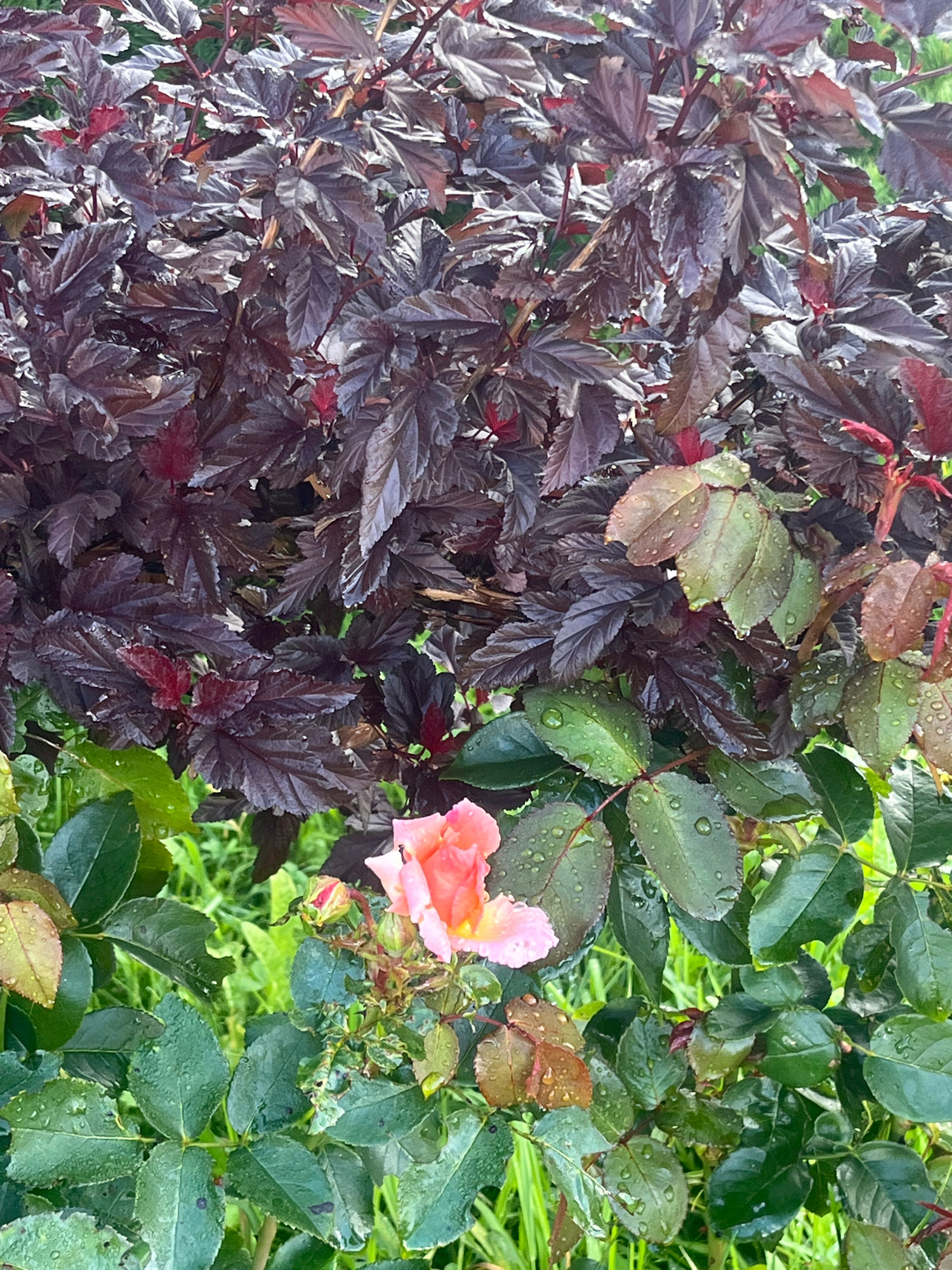 The image shows a close-up of a rose bush with a dark-leaved shrub behind it. The rose has a single pink-orange bloom, which is partially open, and one bud. The leaves of both plants are wet, suggesting recent rain. The background is out of focus and appears to be a garden setting. The location is identified as Vladimirovka, Russia. There are no people or animals visible in the image. The scene is static and captures a moment in a garden.
