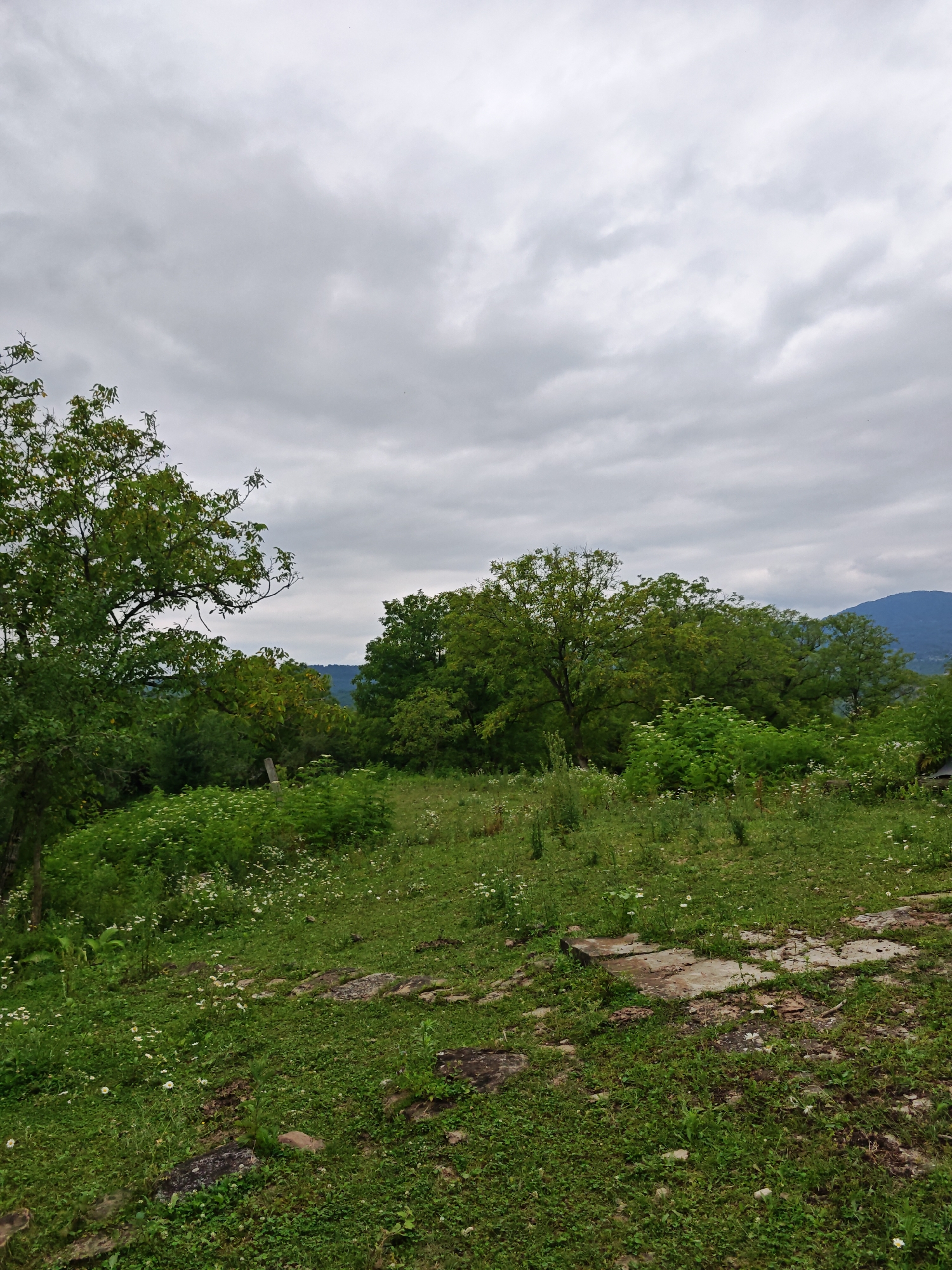 A cloudy day is depicted in a natural setting, likely in or near Sherdy-Mokhk, Russia. The foreground consists of a grassy area with scattered white wildflowers and patches of concrete or stone. A dense cluster of green trees dominates the middle ground, with a larger tree on the left side of the frame. In the distance, hills or mountains are visible under a grey, overcast sky. There are no people or animals present in the image. The scene appears to be an undeveloped or rural landscape.