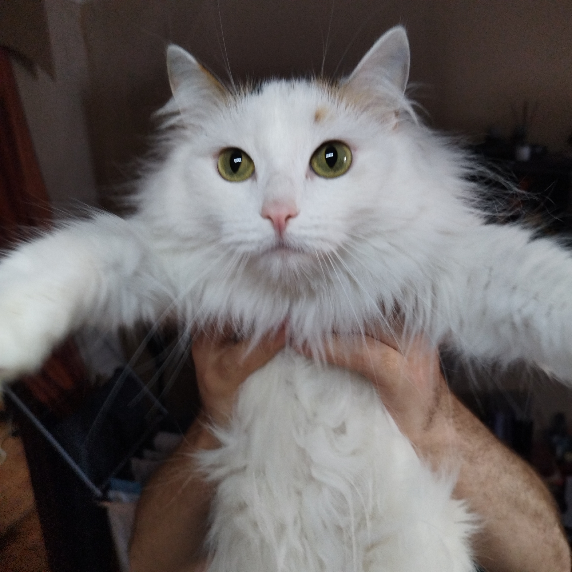 A white, long-haired cat with prominent green eyes and a pink nose is the central subject of the image. The cat's fur is predominantly white and appears fluffy, especially around its face and chest, with small patches of light brown or orange-colored fur visible above its eyes and on its ears. Its whiskers are clearly visible, fanning out from its snout.
The cat is being held up by two human hands, which are positioned beneath its chest and belly, supporting its weight. The hands are lightly tanned and appear to have some hair. The cat is posed with its front paws outstretched directly towards the viewer, creating an impression of it reaching out or attempting a "hug." The cat's gaze is directed straight at the camera, with a calm and direct expression.
The background is dark and heavily blurred, indicating an indoor setting. Faint, indistinct shapes suggestive of furniture or household items can be vaguely perceived in the background, but no specific details are discernible. The lighting appears to be ambient indoor light, without harsh shadows or direct bright sources. There is no visible text in the image.