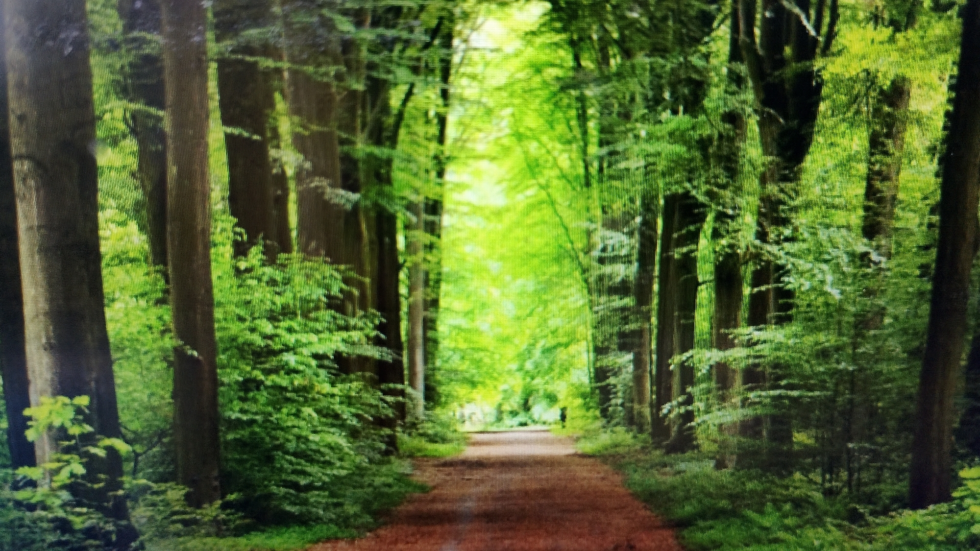 The image depicts a forest path lined with tall, dark tree trunks and lush green foliage. The path is covered with reddish-brown dirt and leaves, and it recedes into the distance, where it is bathed in bright, dappled sunlight filtering through the dense canopy. The scene is peaceful and natural, evoking a sense of being deep within a forest. There are no people or animals visible. The visual style is realistic, suggesting the image may be a photograph or a highly detailed painting. The location is identified as Smolyan, Bulgaria.