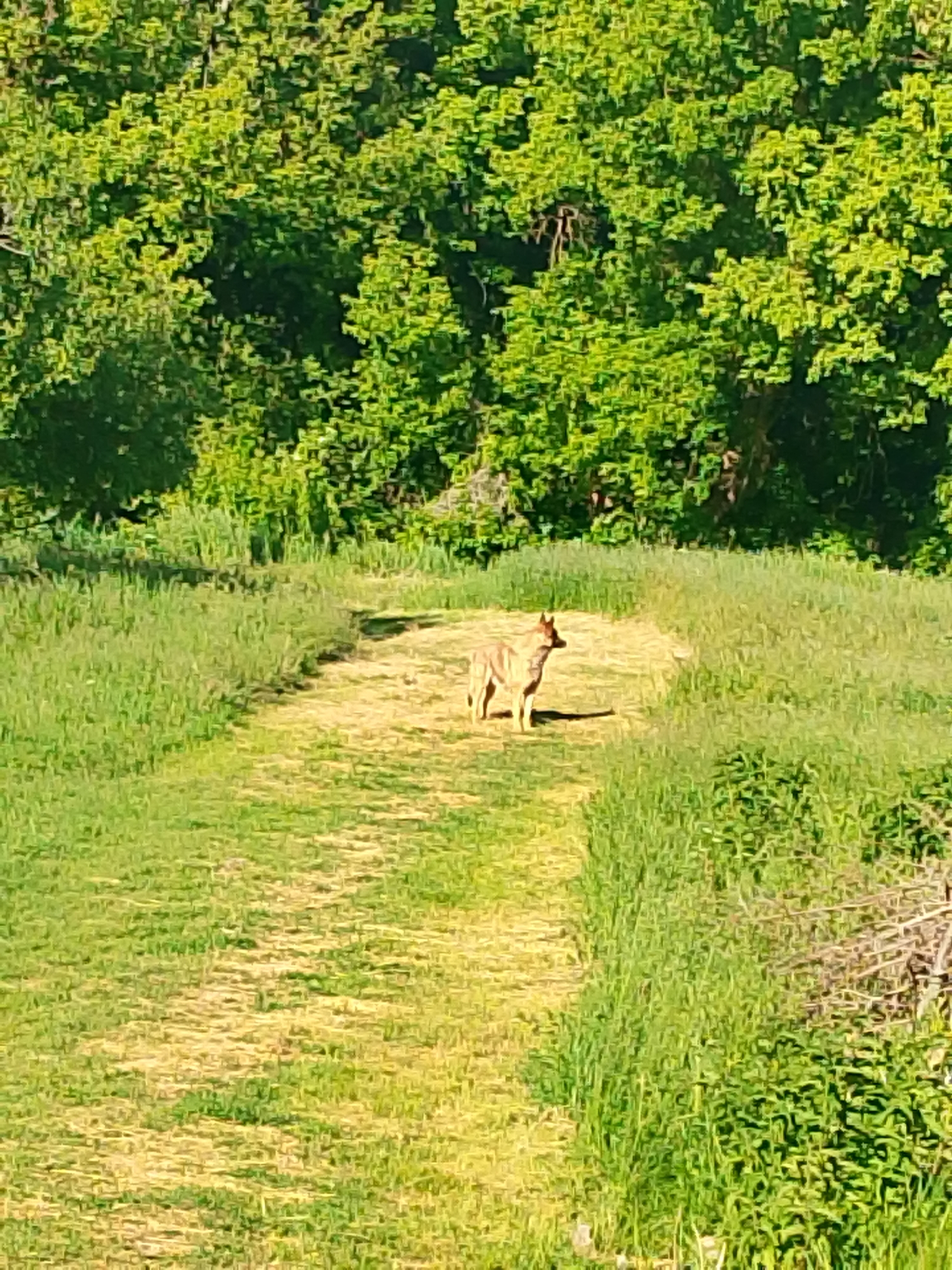 A medium-sized, brown and tan canid stands on a grassy path in an outdoor setting. The path is lighter in color compared to the surrounding green grass, suggesting it is either worn or made of a different material. The canid is facing away from the viewer and towards a densely wooded area in the background. The trees are lush and green. The location is Unknown, Unknown.