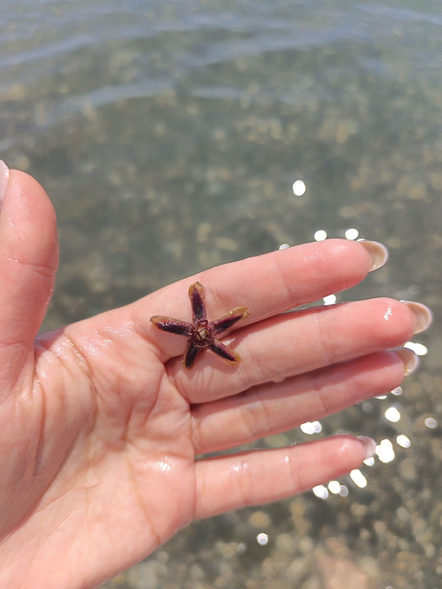 The image, captured in Krinitsa, Russia, depicts a light-skinned human hand submerged partially in clear, shallow water. The hand is positioned palm-up, holding a small, five-pointed, star-shaped object. The skin of the hand appears wet, exhibiting a visible sheen and adhering water droplets. The fingernails are long, oval-shaped, and display a natural or light beige coloration at their tips. The star-shaped object is dark reddish-brown with lighter, amber-toned edges on its points, suggesting a dried or preserved state. The background is composed of the water, which is translucent enough to reveal scattered pebbles and small rocks on the bottom. The water's surface is lightly rippled and reflects numerous bright, circular highlights of sunlight, indicating an outdoor, sunny environment. The hand and the object are in sharp focus, while the water in the background exhibits a soft, out-of-focus quality.