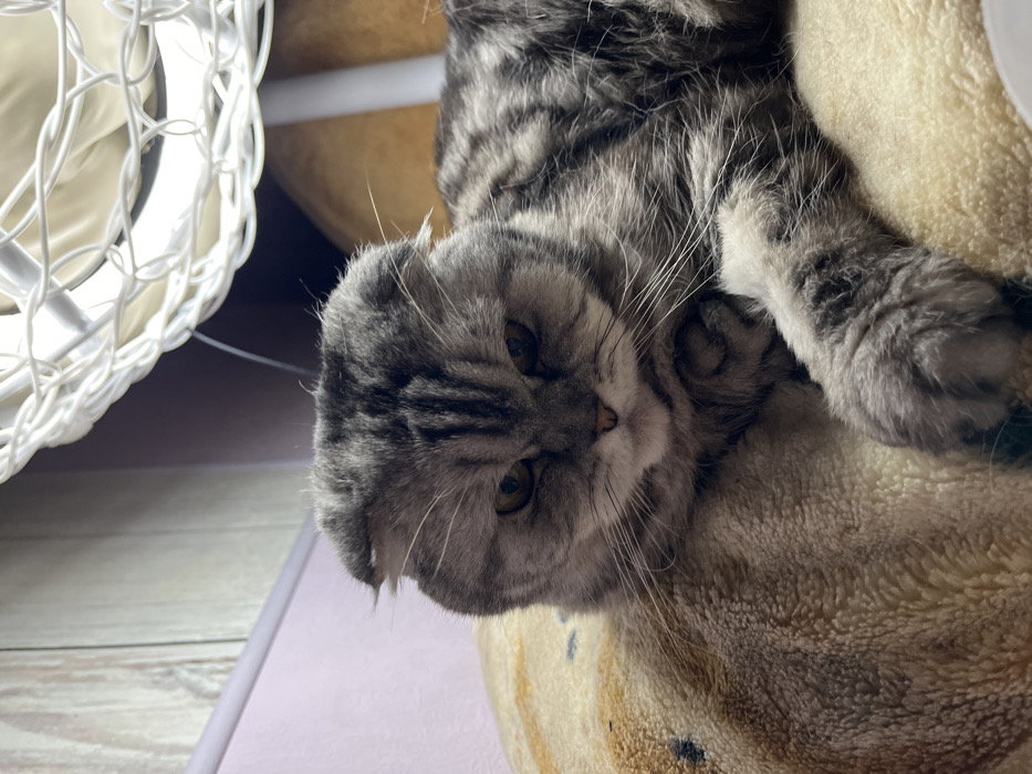 A silver tabby Scottish Fold cat with distinctive folded ears and striped grey fur is depicted lying on a light brown plush surface. The cat's amber eyes are narrowed, and its mouth is downturned, presenting a stern facial expression as it looks directly forward. Its left front paw is extended onto the plush material. In the background to the left, a light-colored wall is visible, featuring a horizontal white trim strip, above which is light wood paneling. To the right and overhead, a white, loosely woven or netted structure is partially visible. The scene is illuminated by an unseen light source. This image is from the city of Chaikovsky, Russia.
