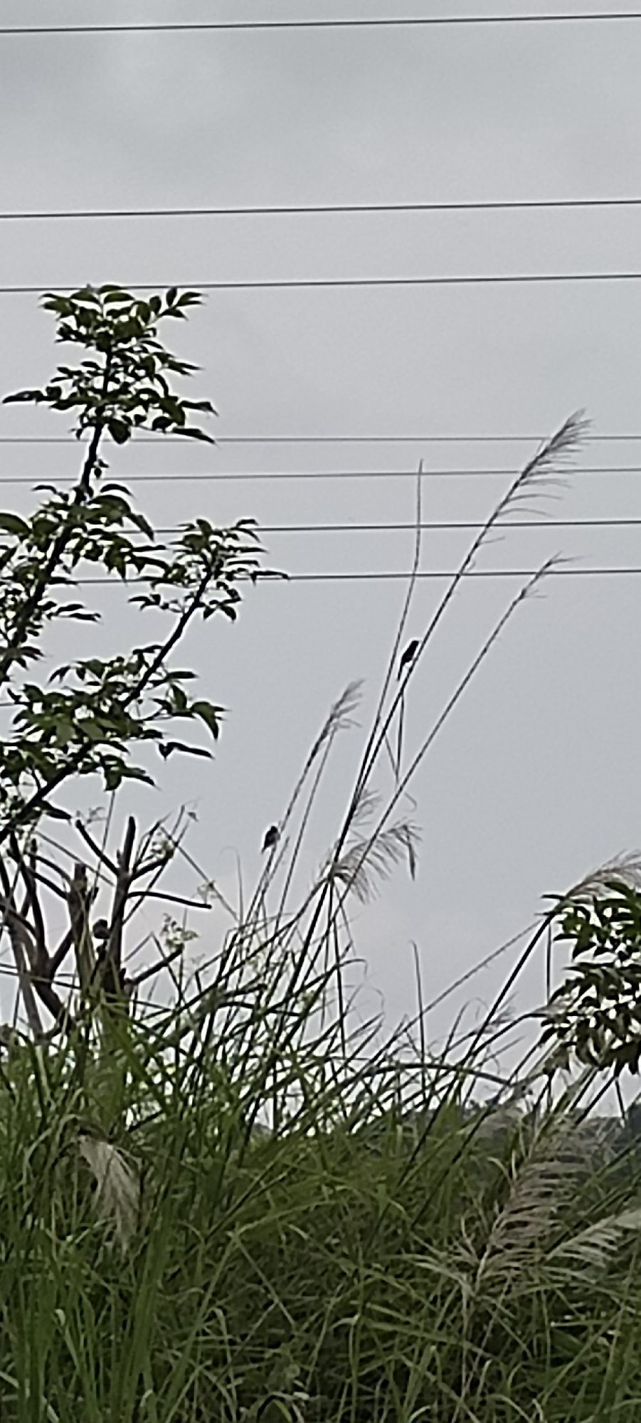The image depicts a natural scene with a cloudy sky above. In the foreground, there is lush green grass and tall reeds. Several thin, upright reeds rise above the grass, with some featuring feathery plumes. A small tree with green leaves is visible on the left side of the frame, its branches extending towards the sky.
In the mid-ground, there are at least two small dark birds perched on the thin stalks of the reeds. One bird is clearly visible in the middle of the frame, and another is further to the left. The background consists of indistinct foliage and what appears to be a hillside. Three horizontal power lines stretch across the upper portion of the image, suggesting the presence of infrastructure near this natural setting. The overall impression is a peaceful, natural landscape with a touch of human presence due to the power lines. The image does not provide specific landmarks that would allow for precise location identification within Lhokseumawe, Indonesia, beyond it being an outdoor environment.