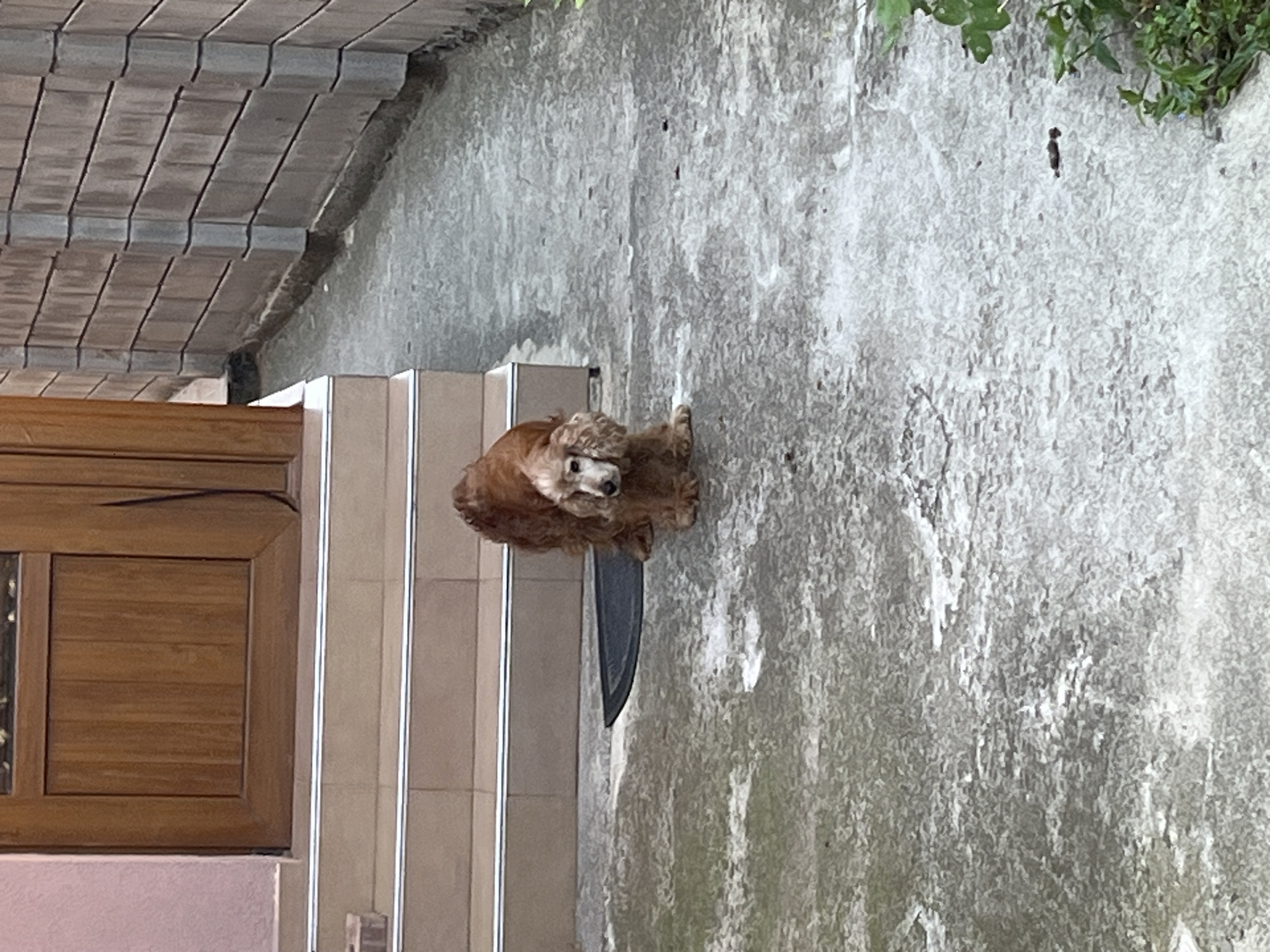 A medium-sized, light brown dog stands on a wet, concrete patio in front of a set of light brown tiled steps and a wooden door. The dog is facing forward with its head slightly bowed. To the right of the dog and steps, a brick wall runs parallel to the patio. The scene appears to be outdoors, potentially in a residential area of Obzor, Bulgaria, given the architecture. The lighting suggests it may be overcast or late in the day.