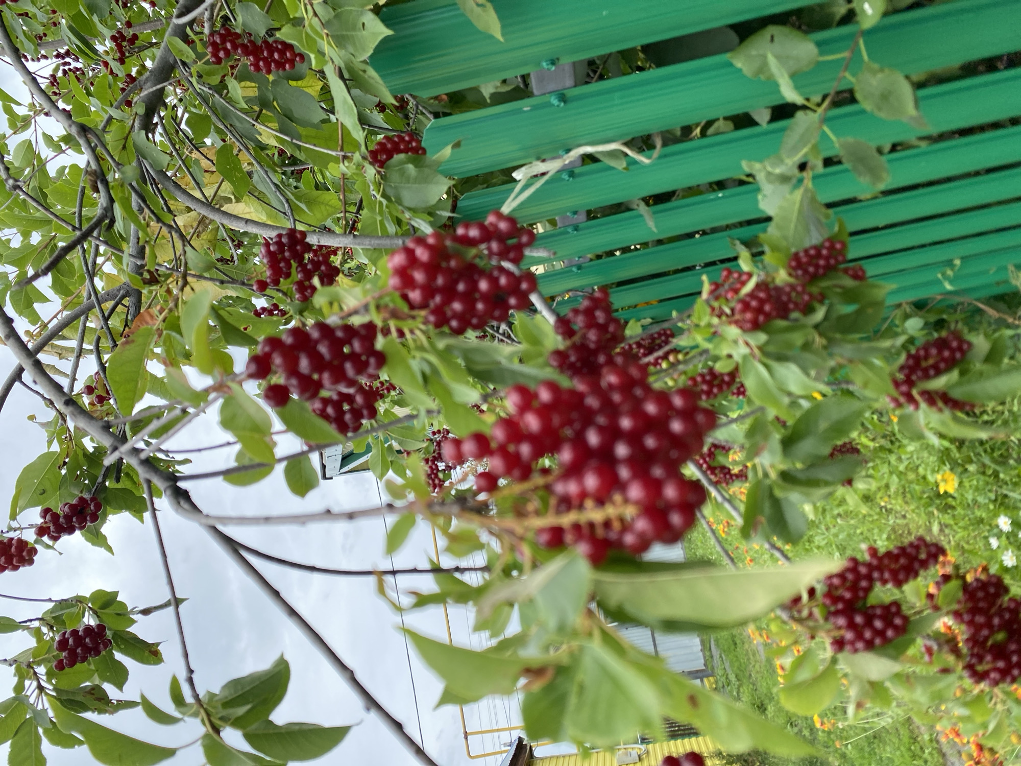 The image displays a close-up view of branches laden with clusters of ripe, dark red berries. The berries are small and round, hanging in dense bunches. Green leaves are interspersed among the branches and berries, some showing slight browning. In the background, a bright green metal fence is visible, with vertical slats. To the left of the fence, a yellow building and parts of a lighter colored structure are partially visible. A grassy area with some scattered small yellow and white flowers is also present behind the fence. The sky above is overcast with a muted, cloudy tone. The image appears to have been taken outdoors, in what could be a backyard or garden setting, possibly in Akyar, Russia, given the context. There are no people or animals visible in the frame. The focus is primarily on the berry-laden branches and the vibrant green fence.